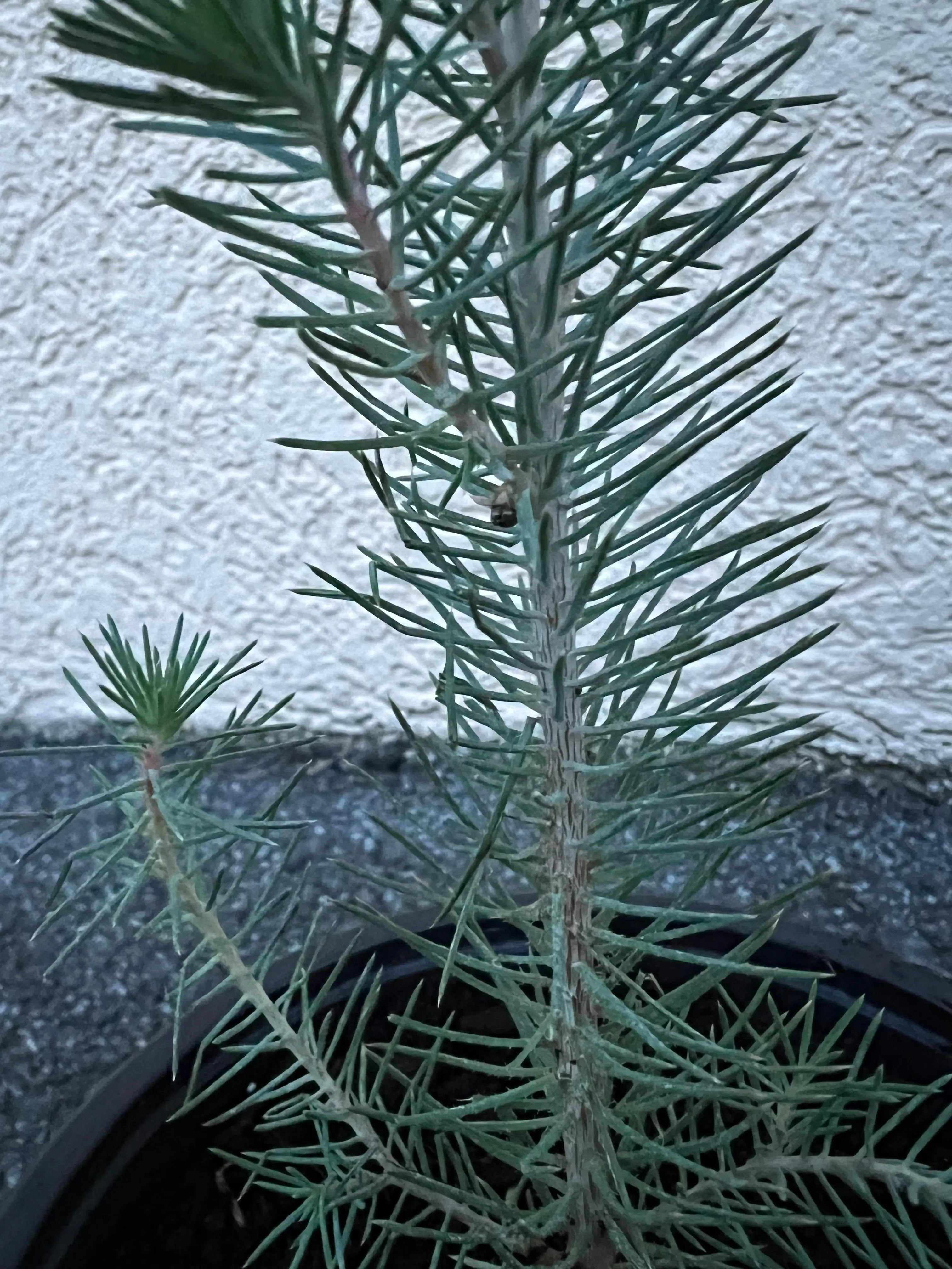 Pinus pinea - Pinie Mittelmeerkiefer - Image