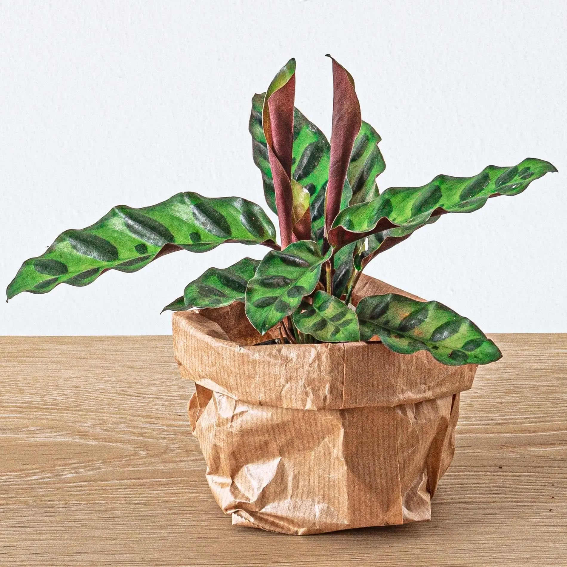 Pflanzenterrarium - Pflanzen und Zubehör für Terrarien - Image