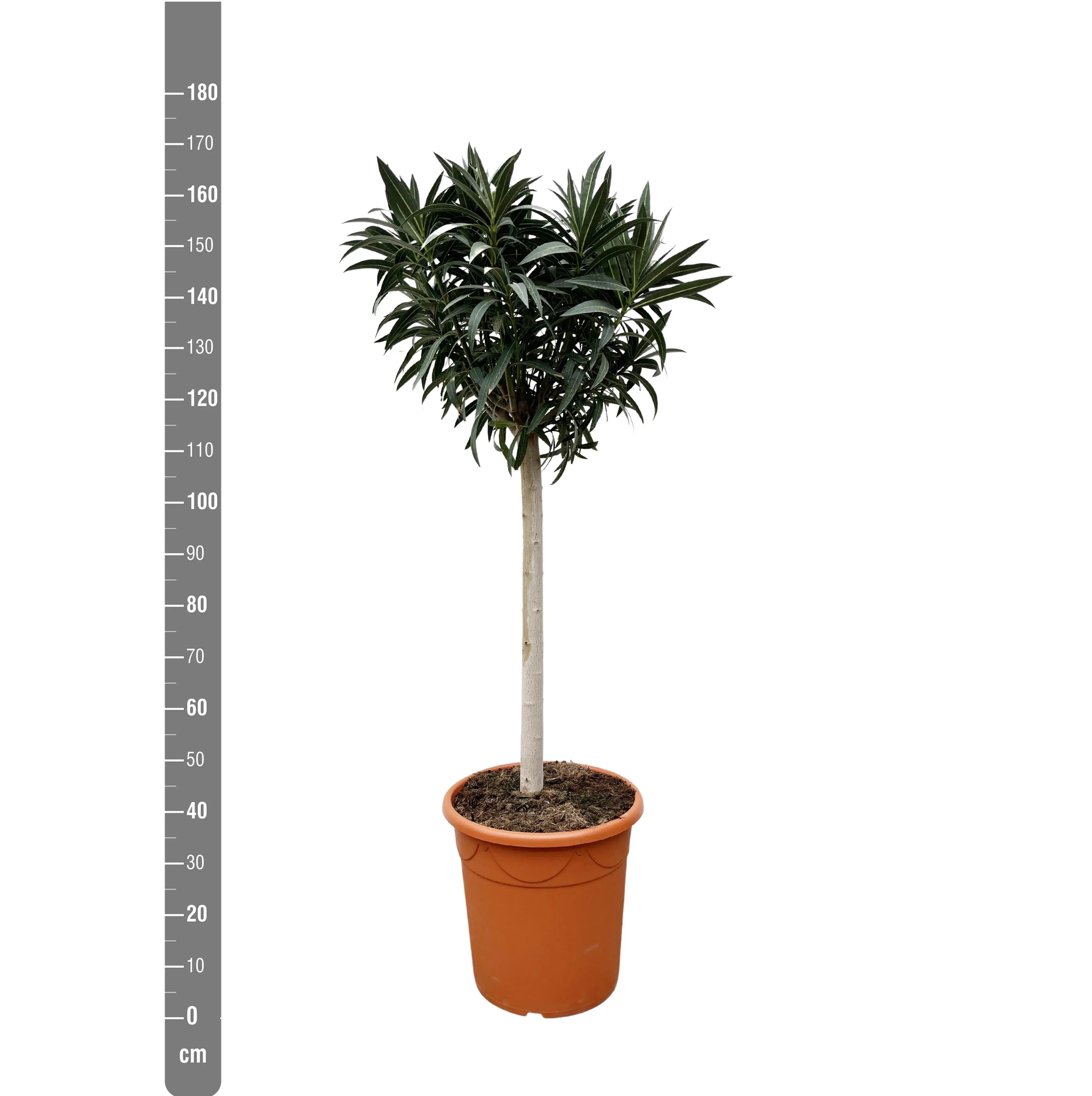 Nerium Oleander - Rosenlorbeer - Image