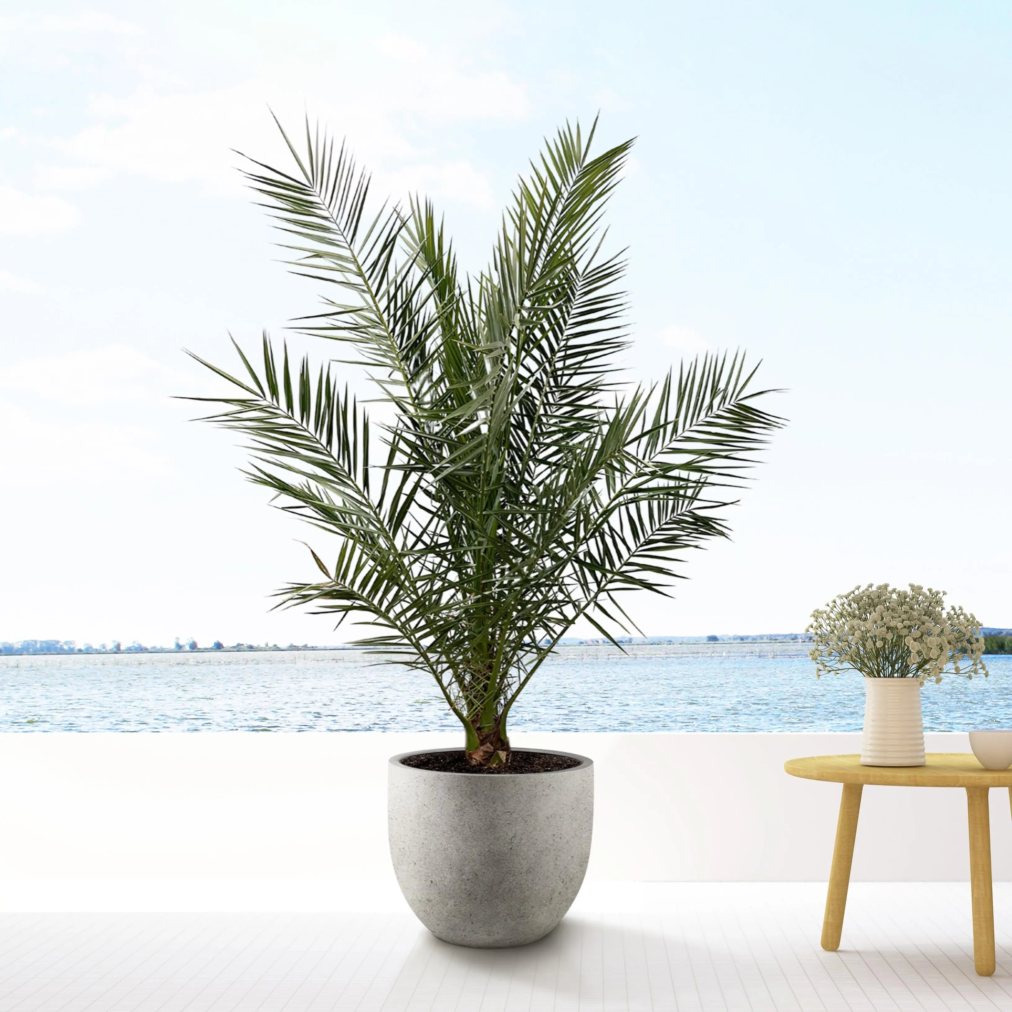 Phoenix Canariensis - Kanarische Dattelpalme - Image