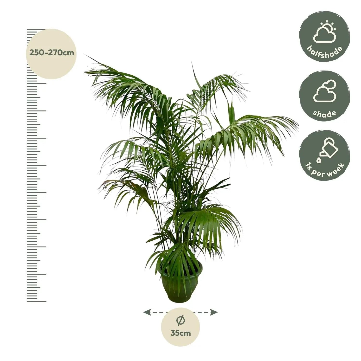 Howea forsteriana - Kentiapalme - Image