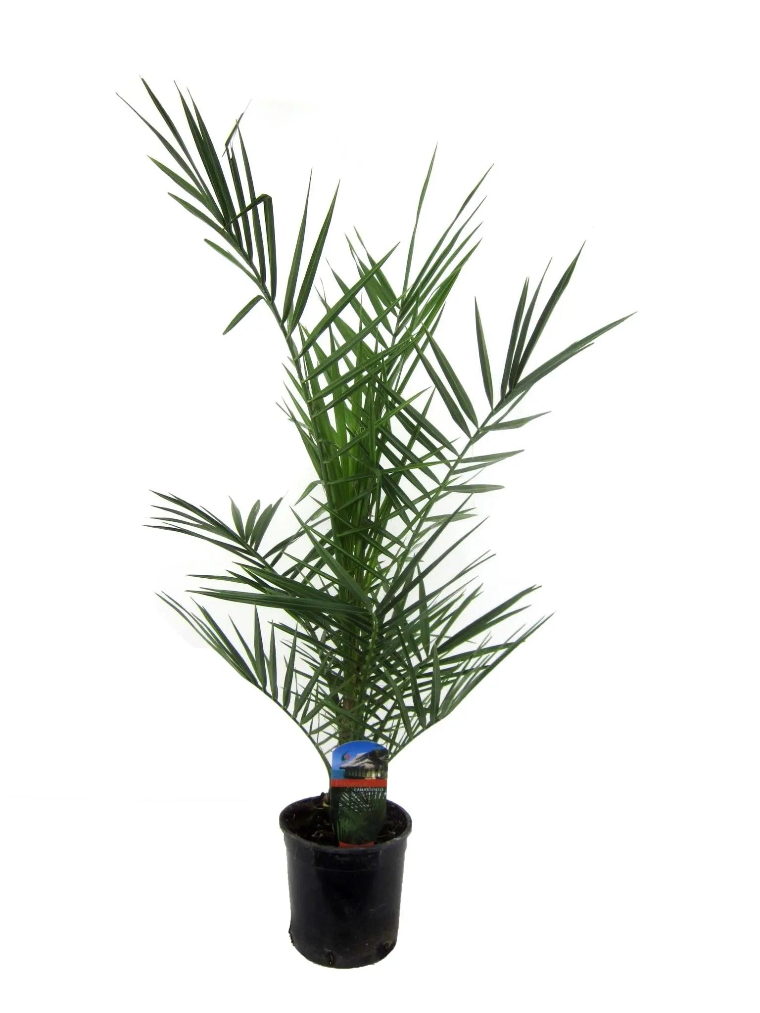 Phoenix Canariensis - Kanarische Dattelpalme - Image