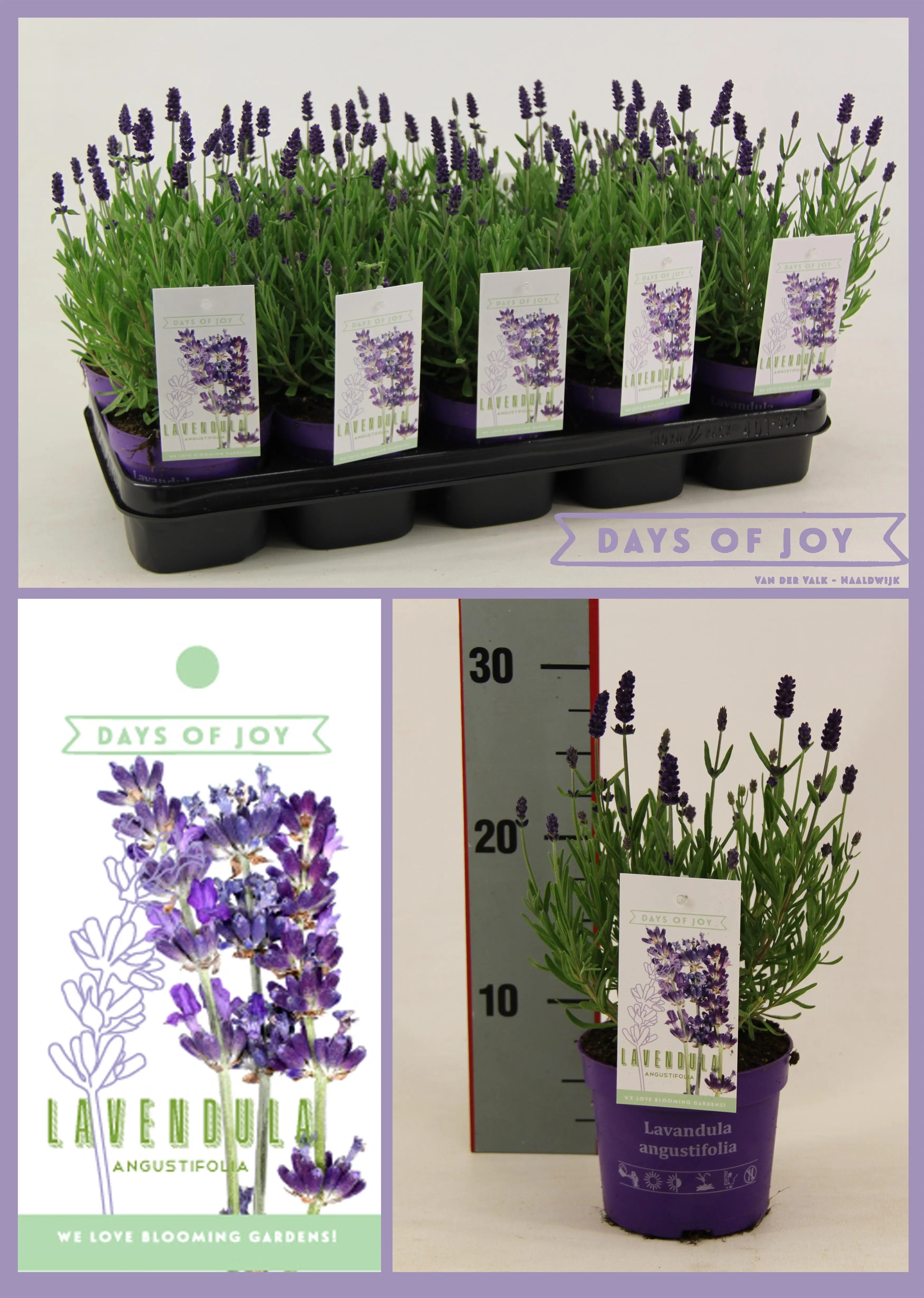 Lavandula - Verschiedene Sorten winterharter Lavendel - Image