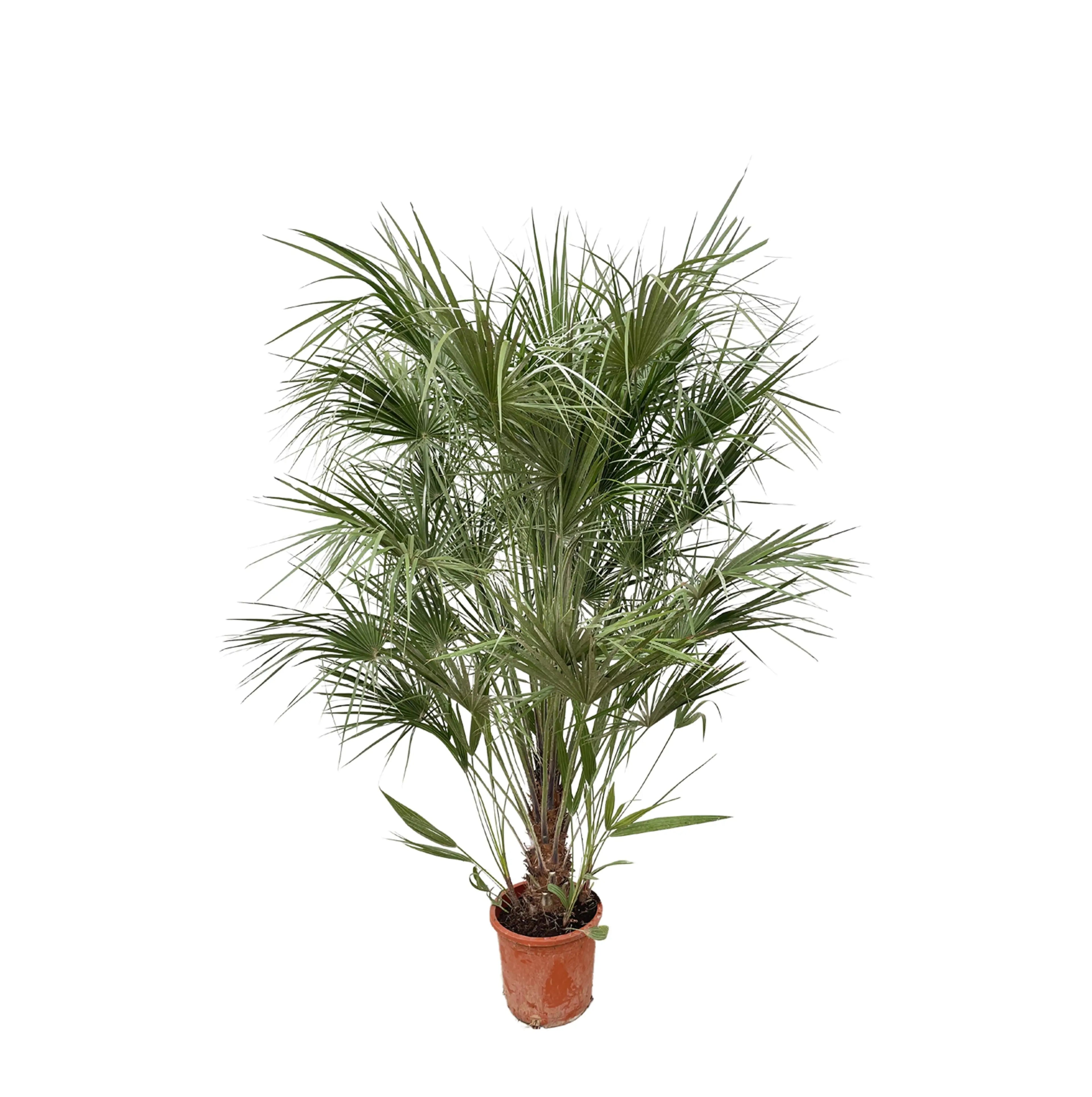 Chamaerops humilis - Europäische Zwergpalme - Image