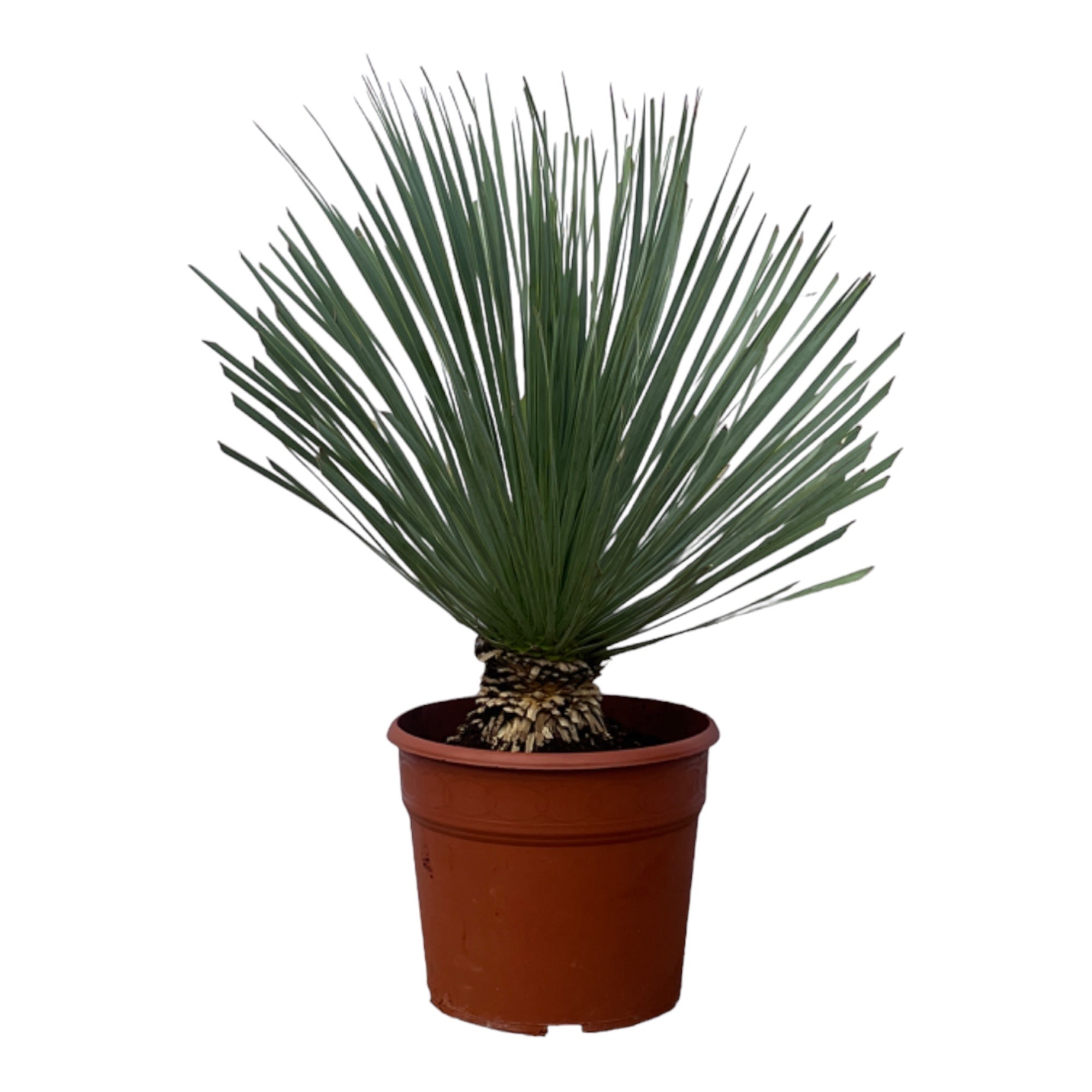 Yucca rostrata - Blaublättrige Palmlilie