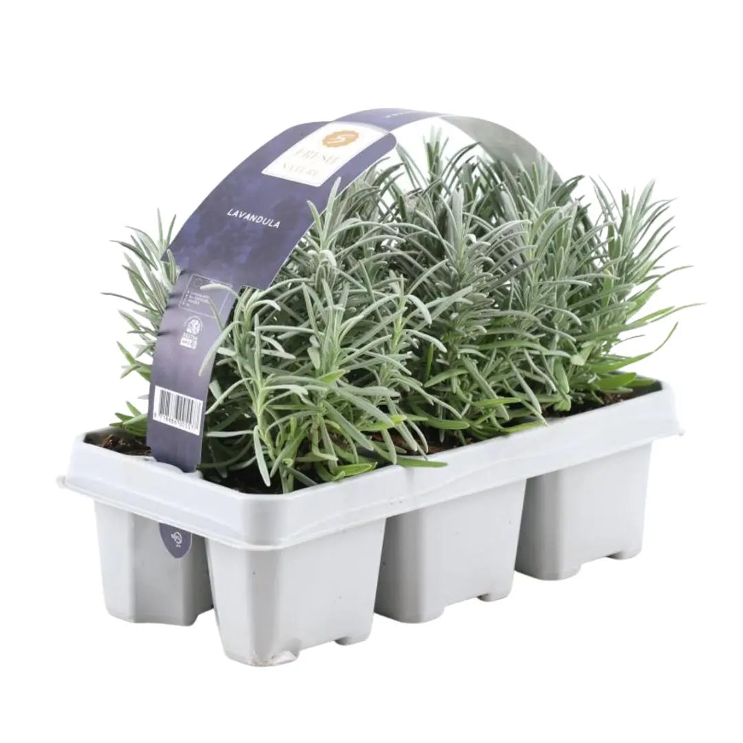 Lavandula - Verschiedene Sorten winterharter Lavendel - Image