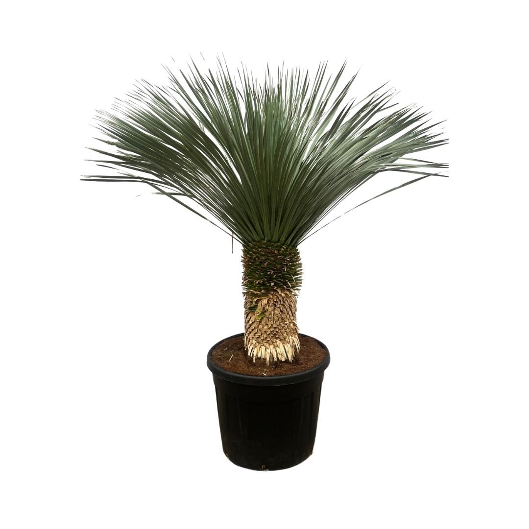 Yucca rostrata - Blaublättrige Palmlilie