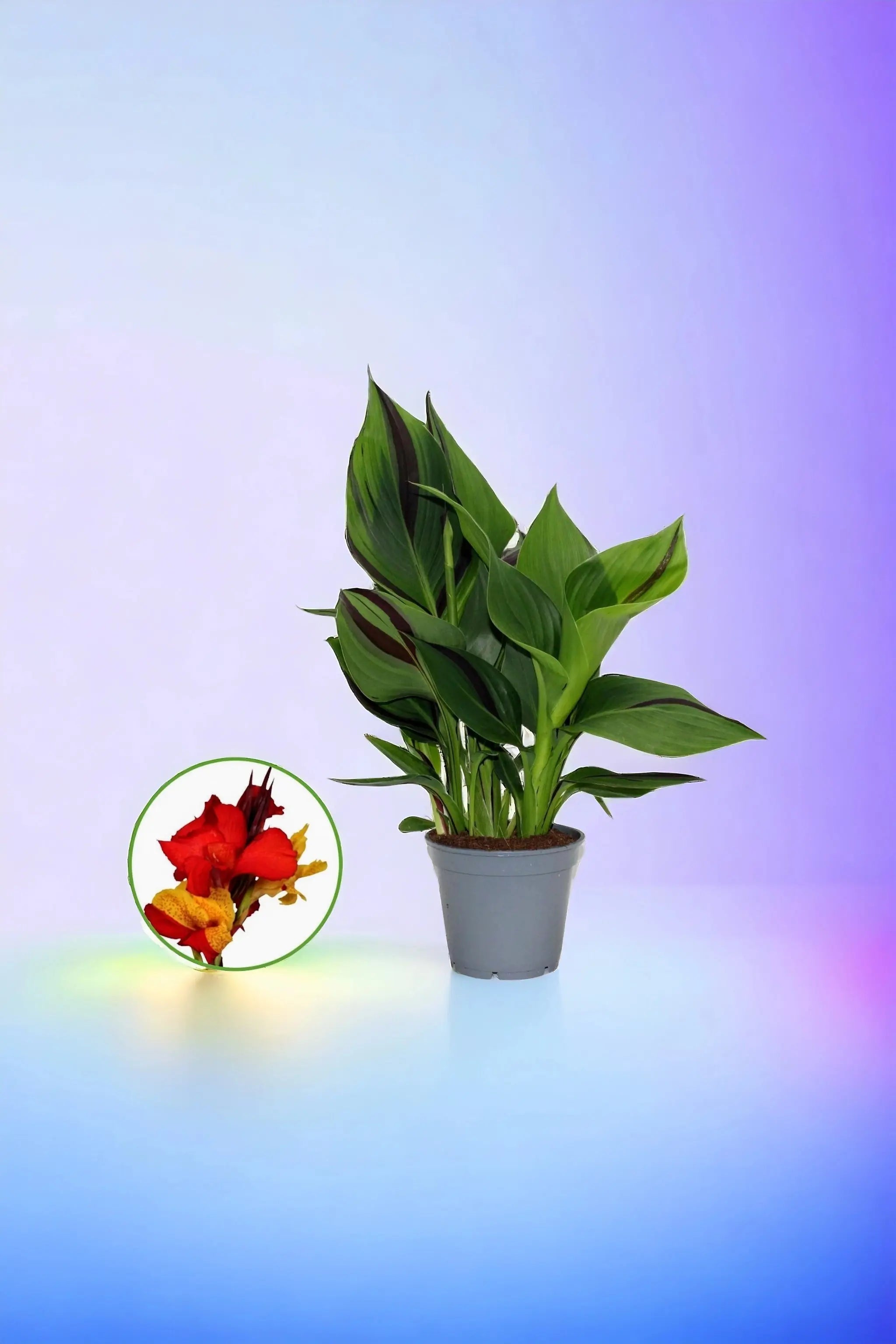 Canna indica - Indisches Blumenrohr - Image