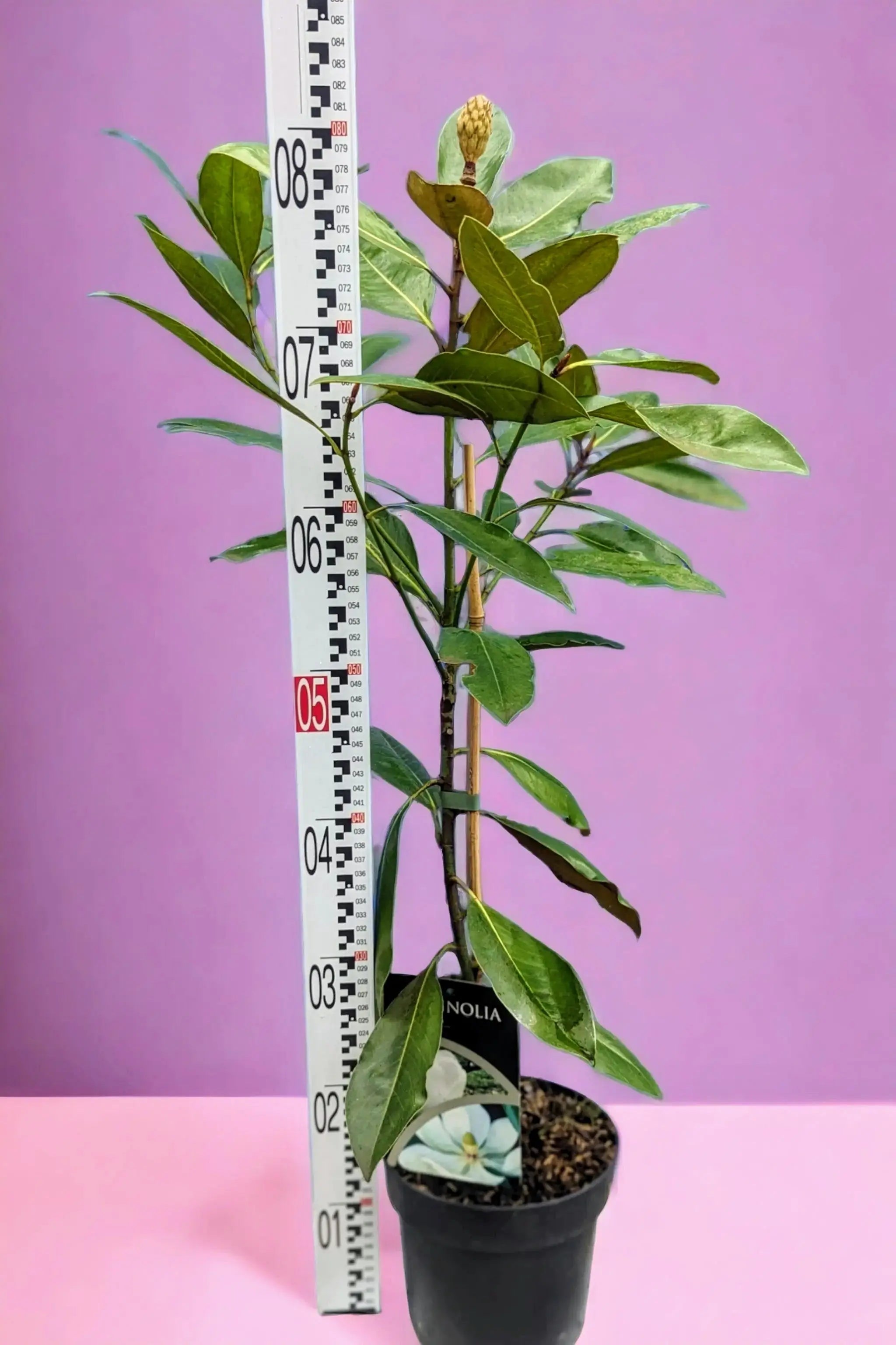 Magnolia grandiflora - Immergrüne Magnolie - Image