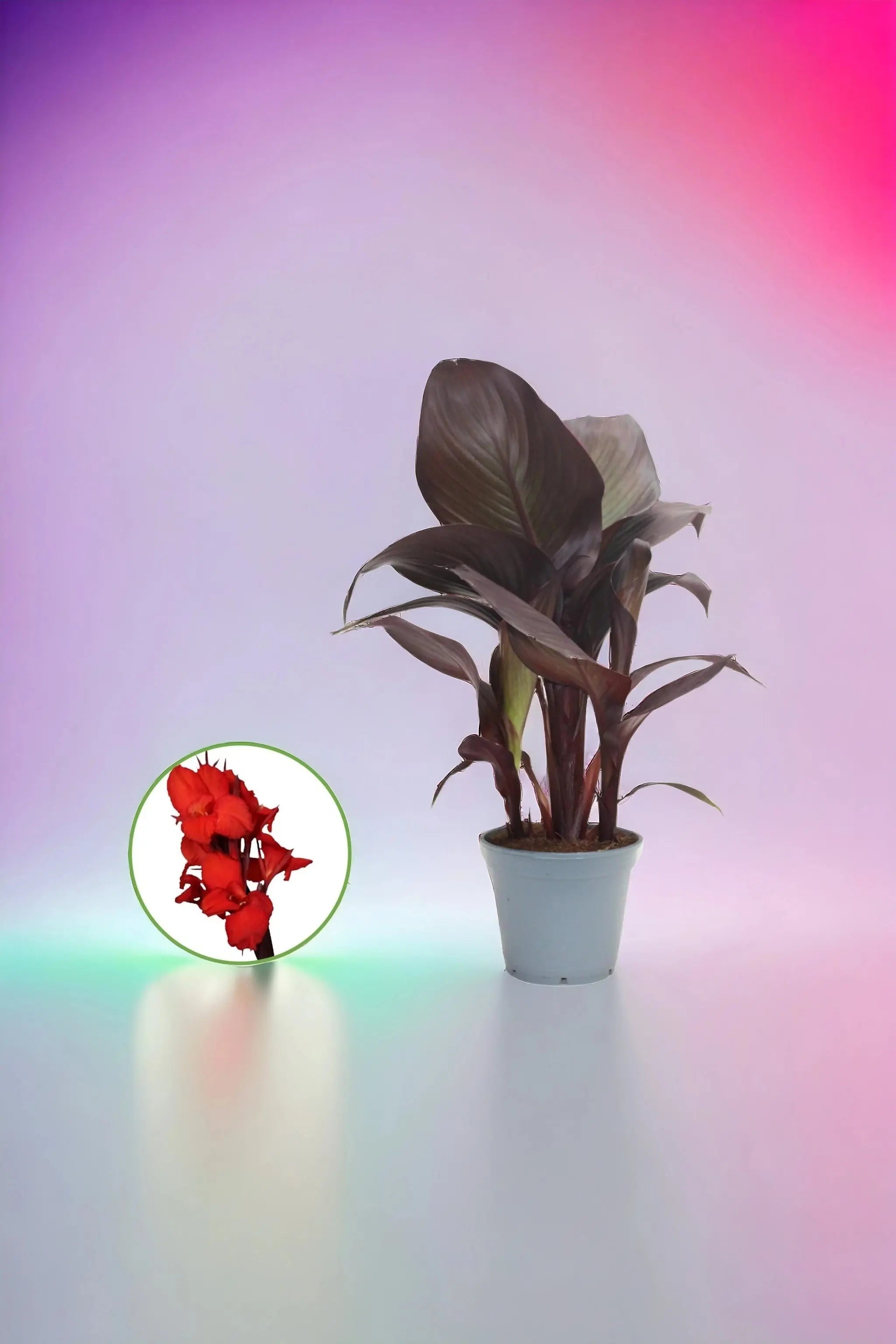 Canna indica - Indisches Blumenrohr - Image