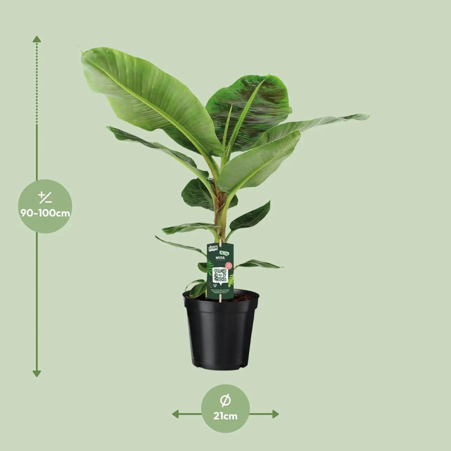 Musa Dwarf Cavendish - Zwerg-Essbanane - Image