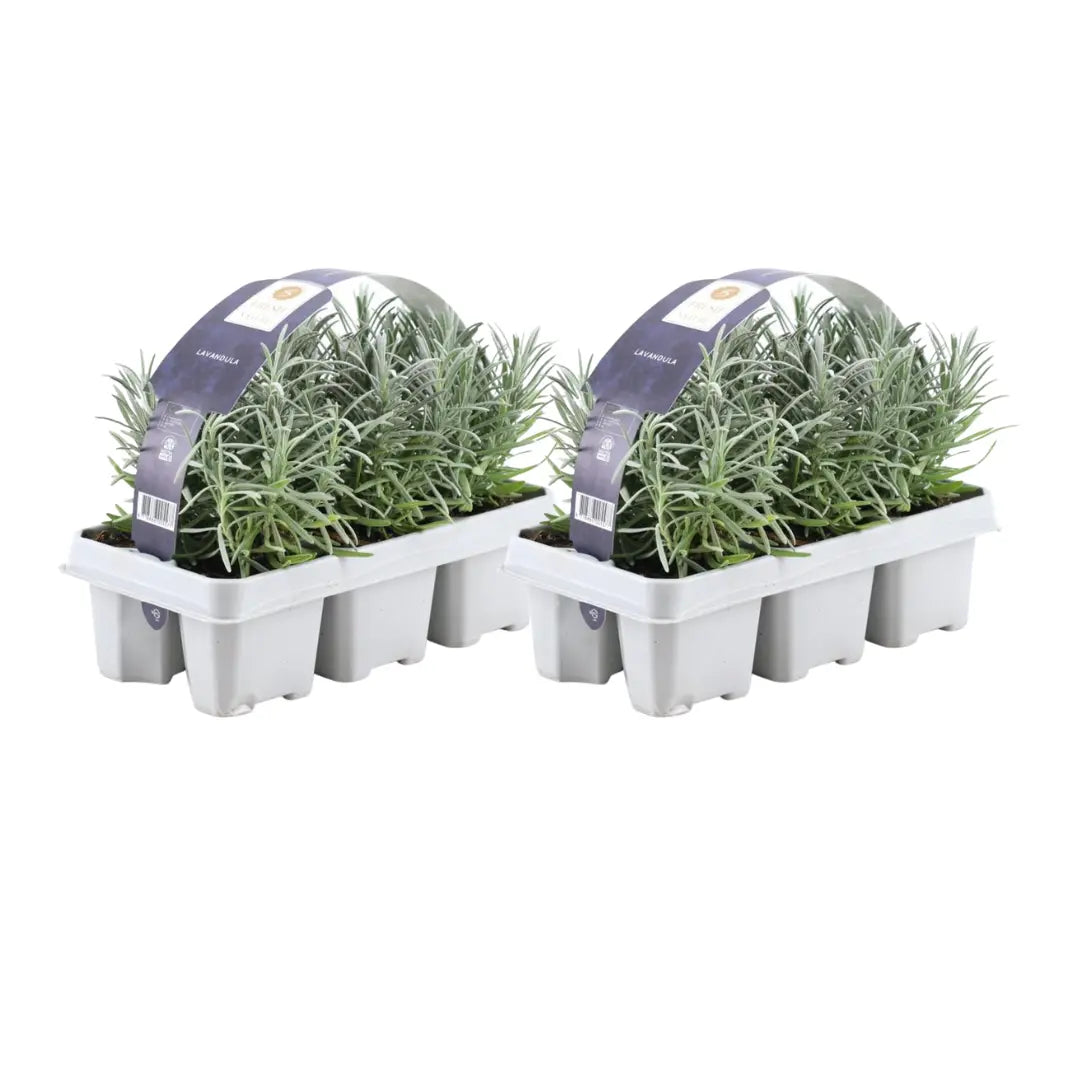 Lavandula - Verschiedene Sorten winterharter Lavendel - Image