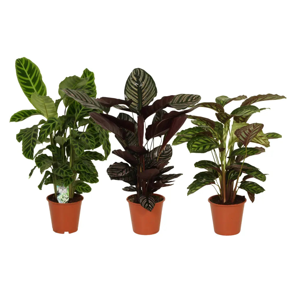 Calathea - Korbmarante - Image