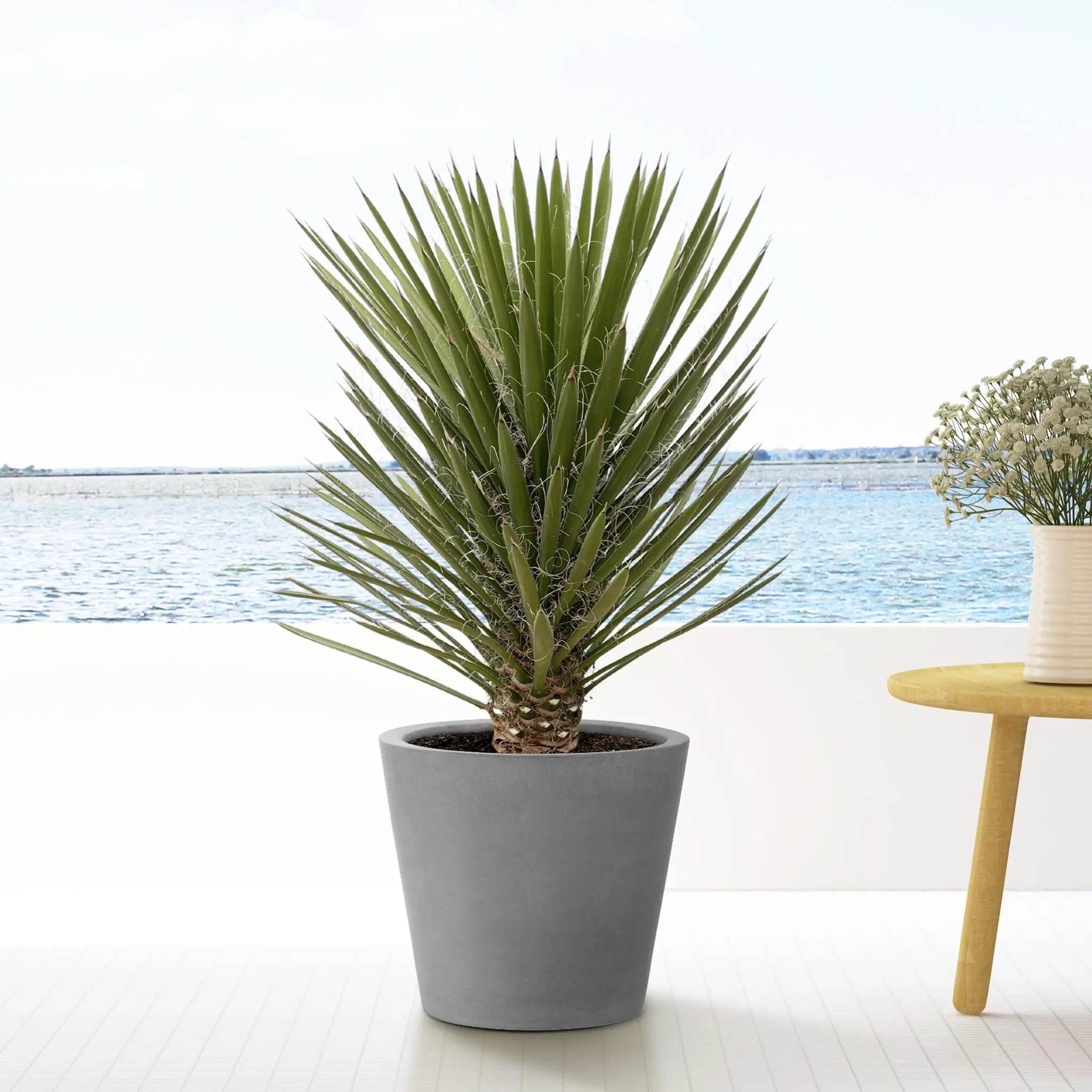 Yucca Filifera Australis - 100cm - ø30 - Image