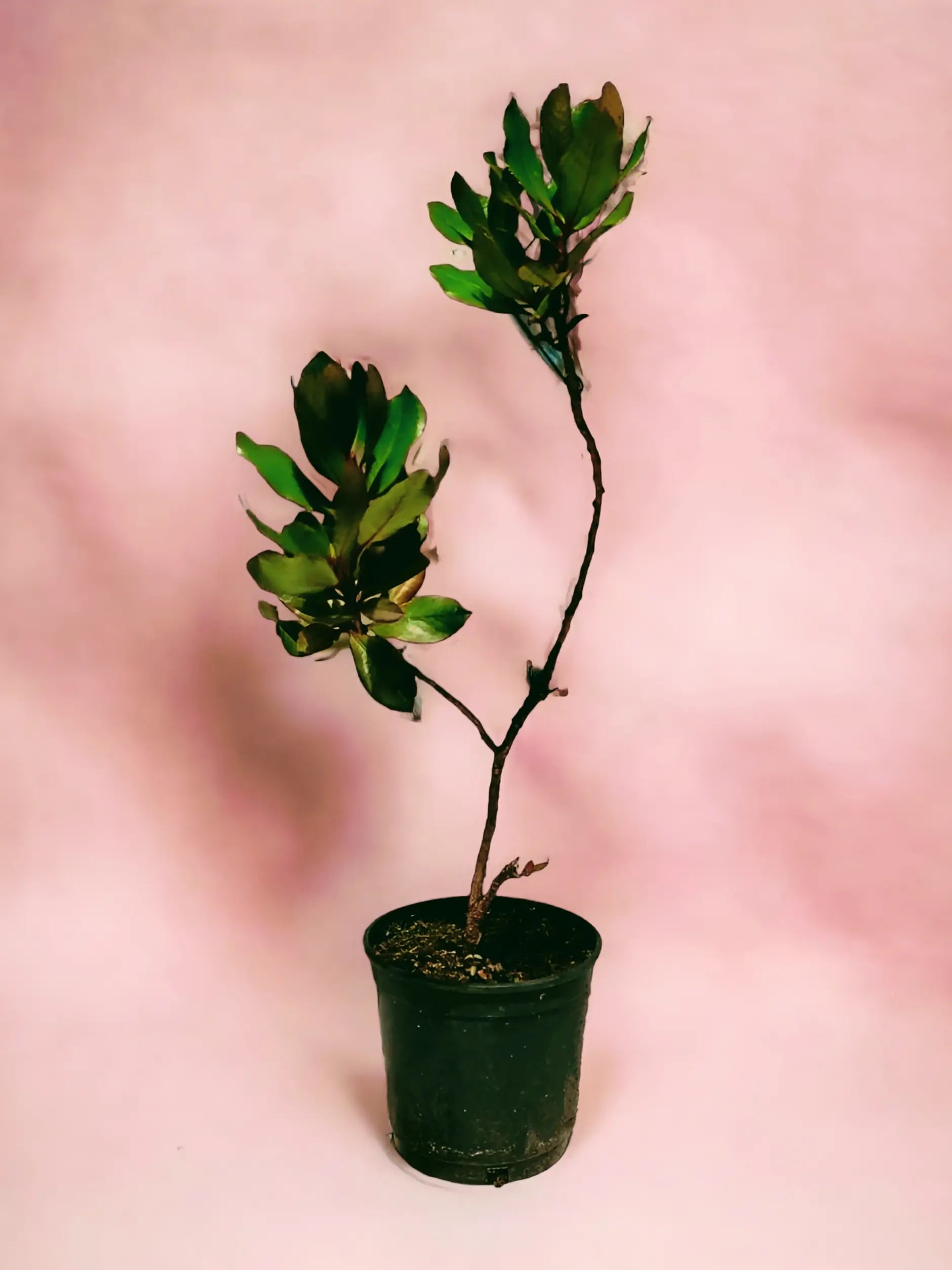 Arbutus unedo - Westlicher Erdbeerbaum - Image