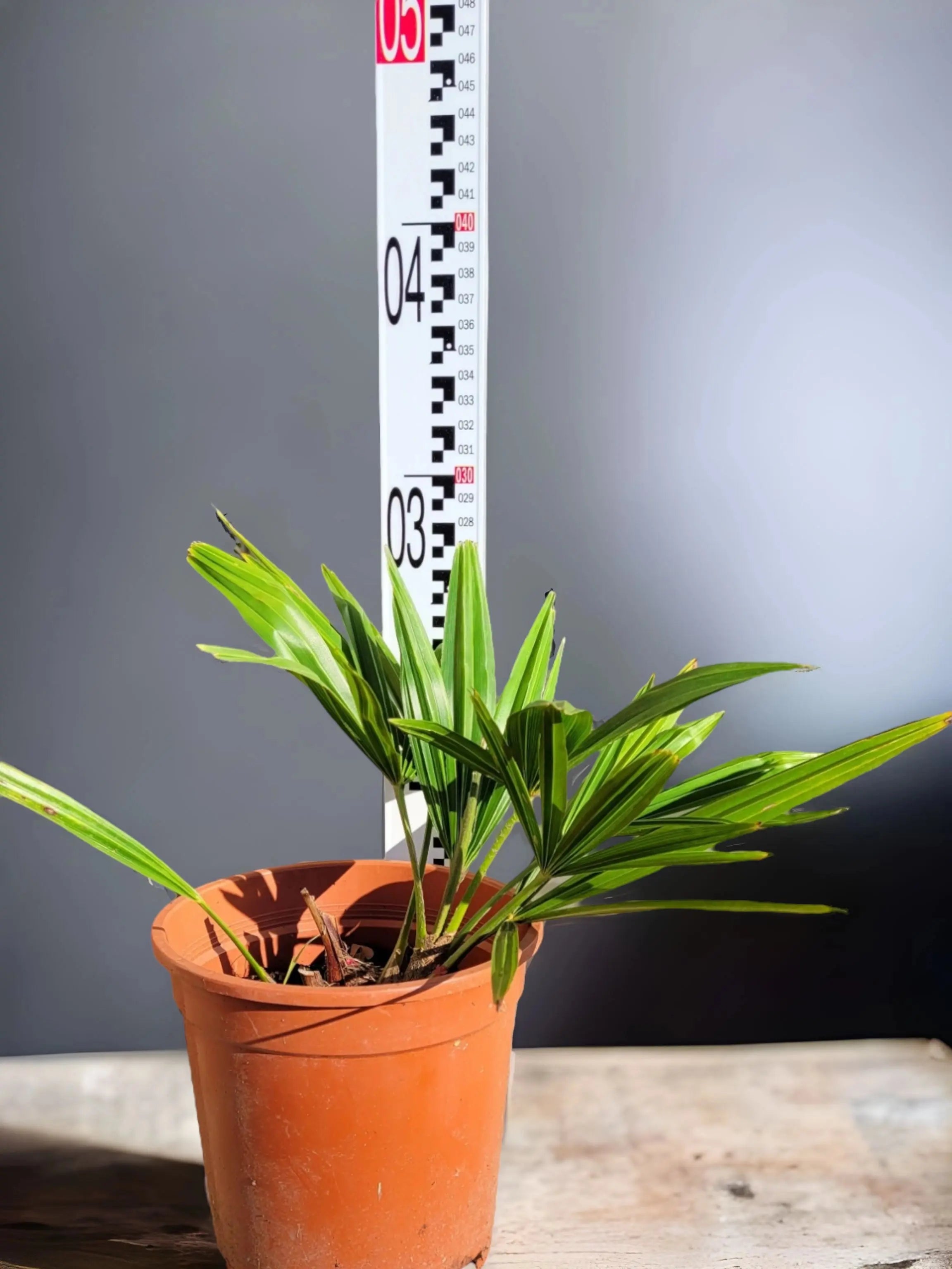 Trachycarpus fortunei - Chinesische Hanfpalme aus Freilandzucht - Image