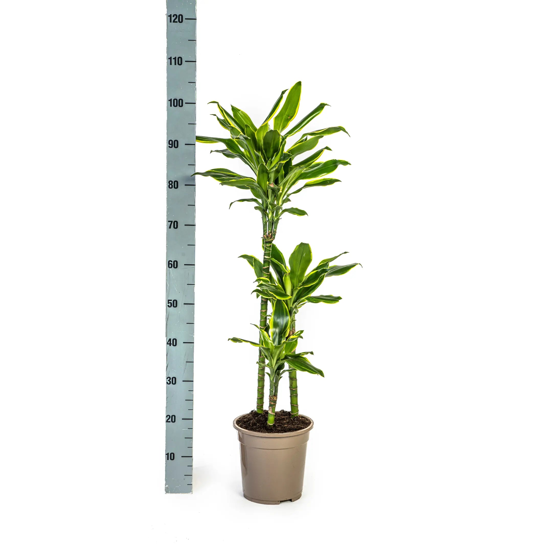 Dracaena fragrans - Duftender Drachenbaum - Image