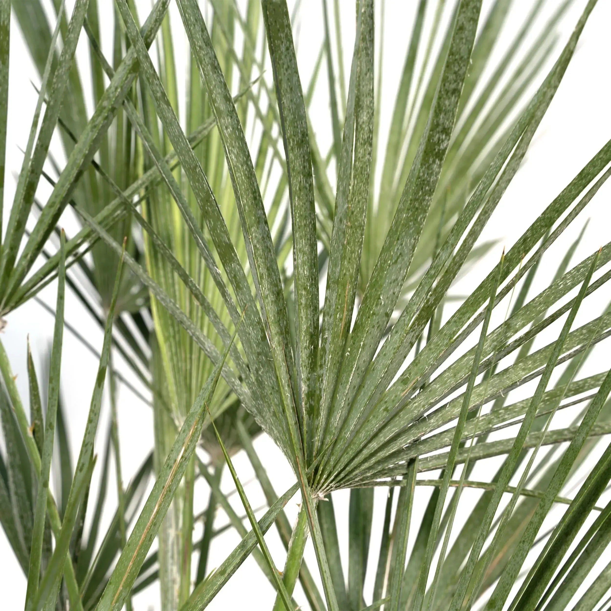 Chamaerops humilis - Europäische Zwergpalme - Image