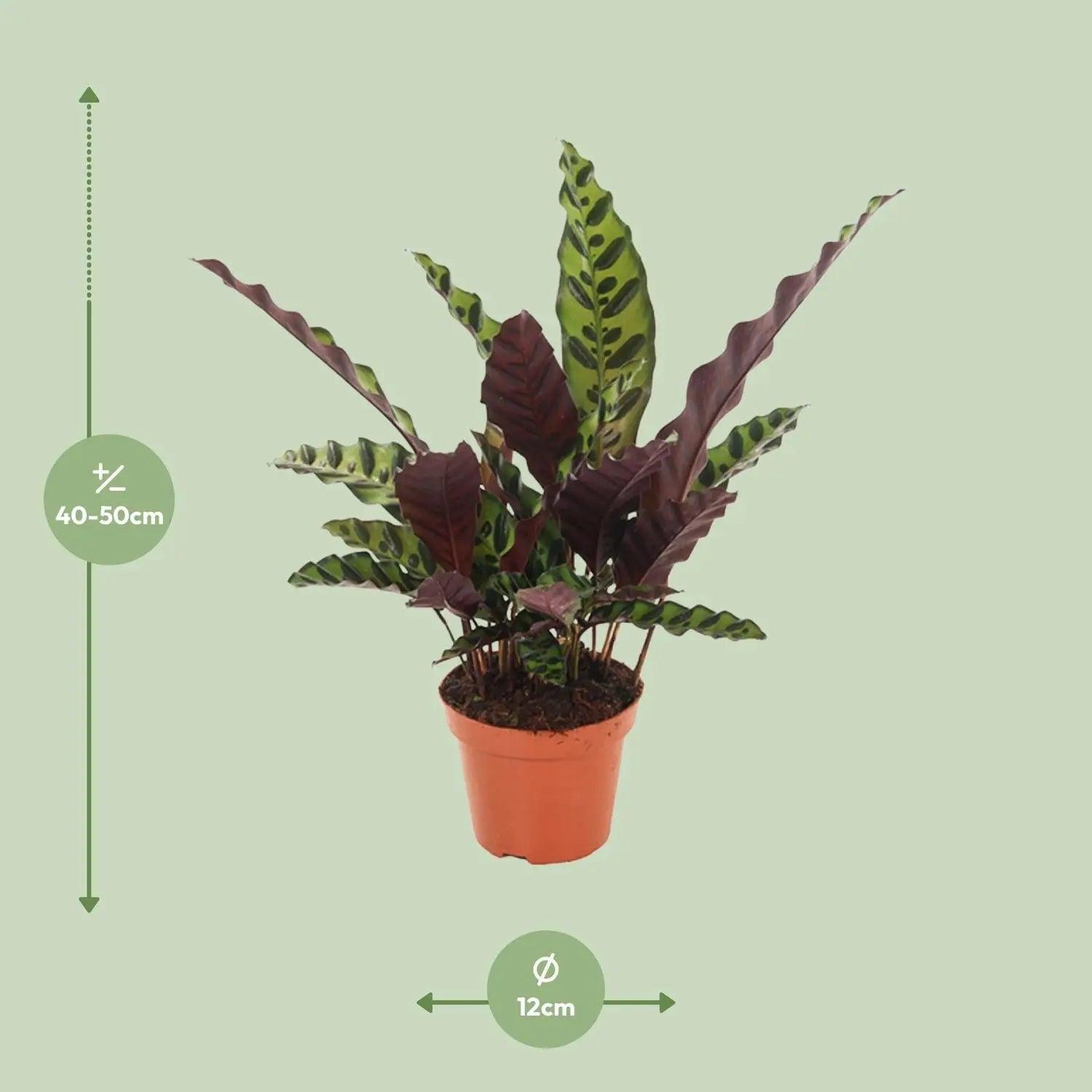 Calathea - Korbmarante - Image