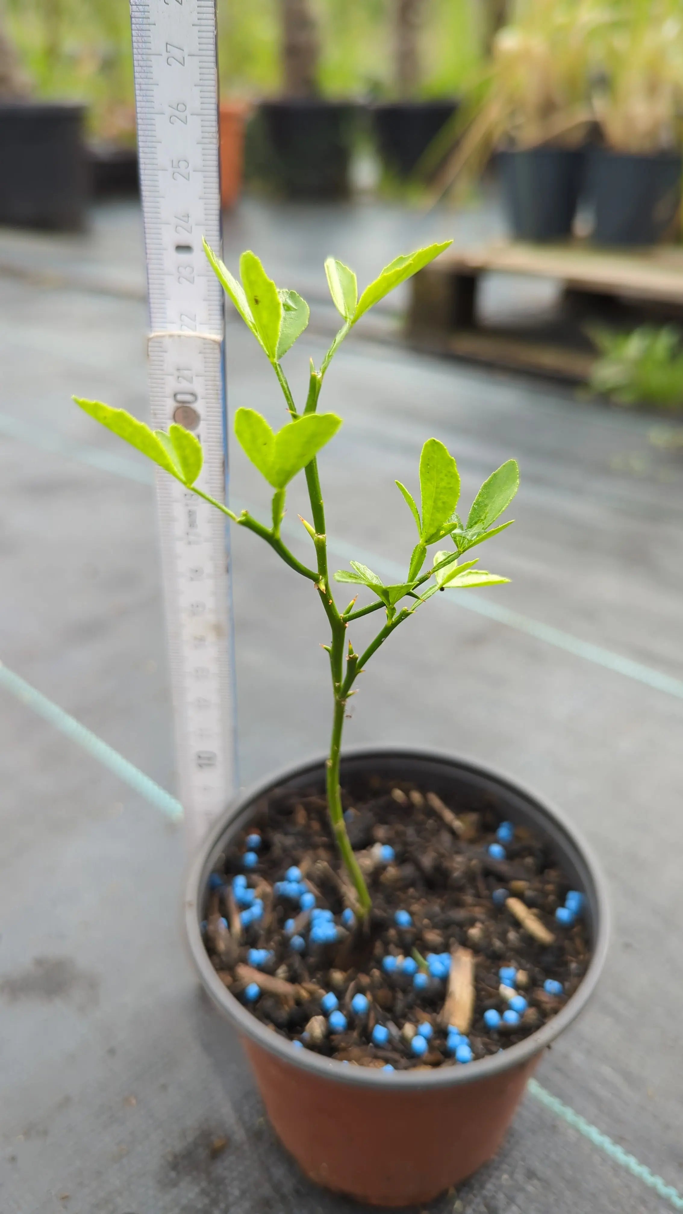 Poncirus trifoliata - Dreiblättrige Bitterorange aus Freilandzucht - Image