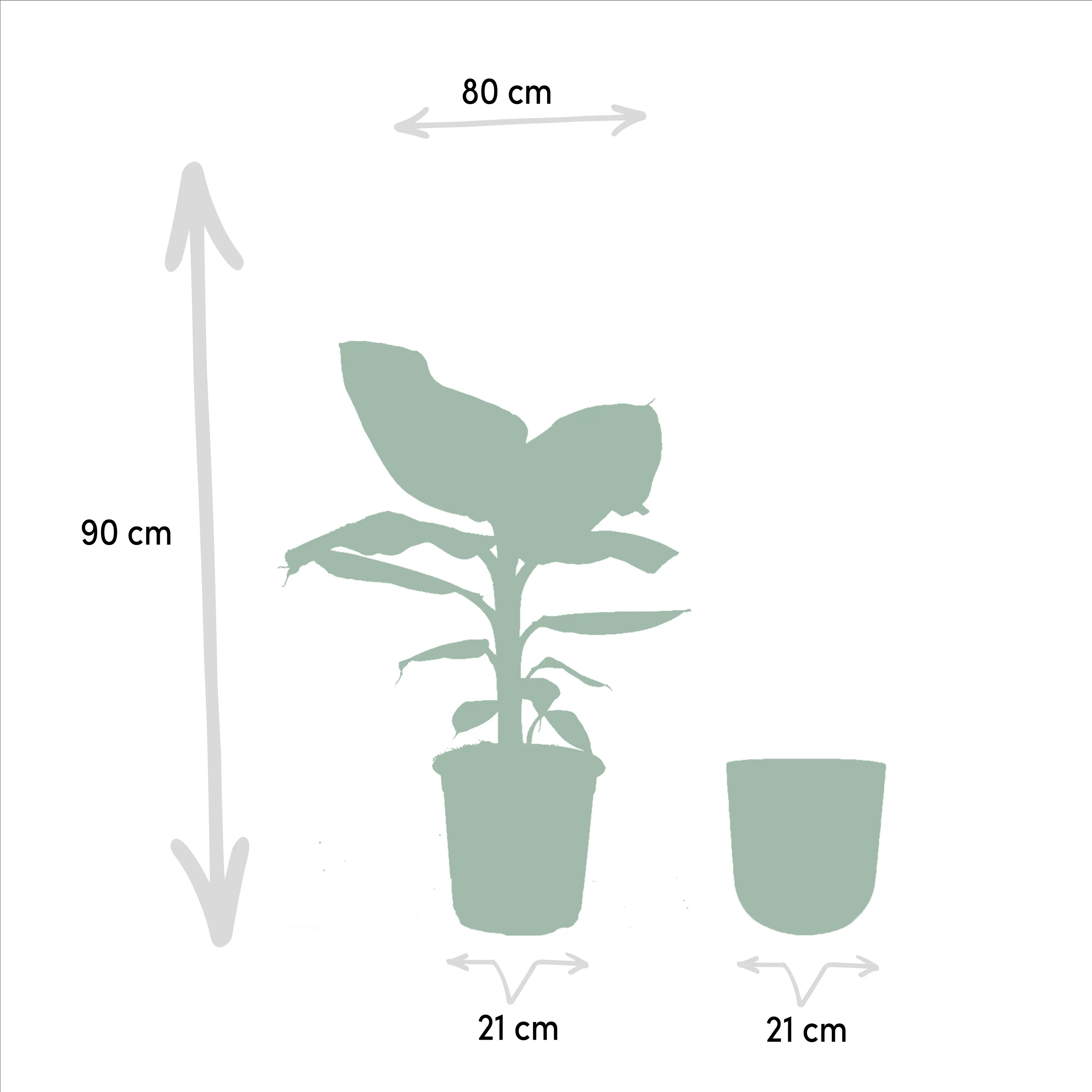 Musa Dwarf Cavendish - Zwerg-Essbanane - Image