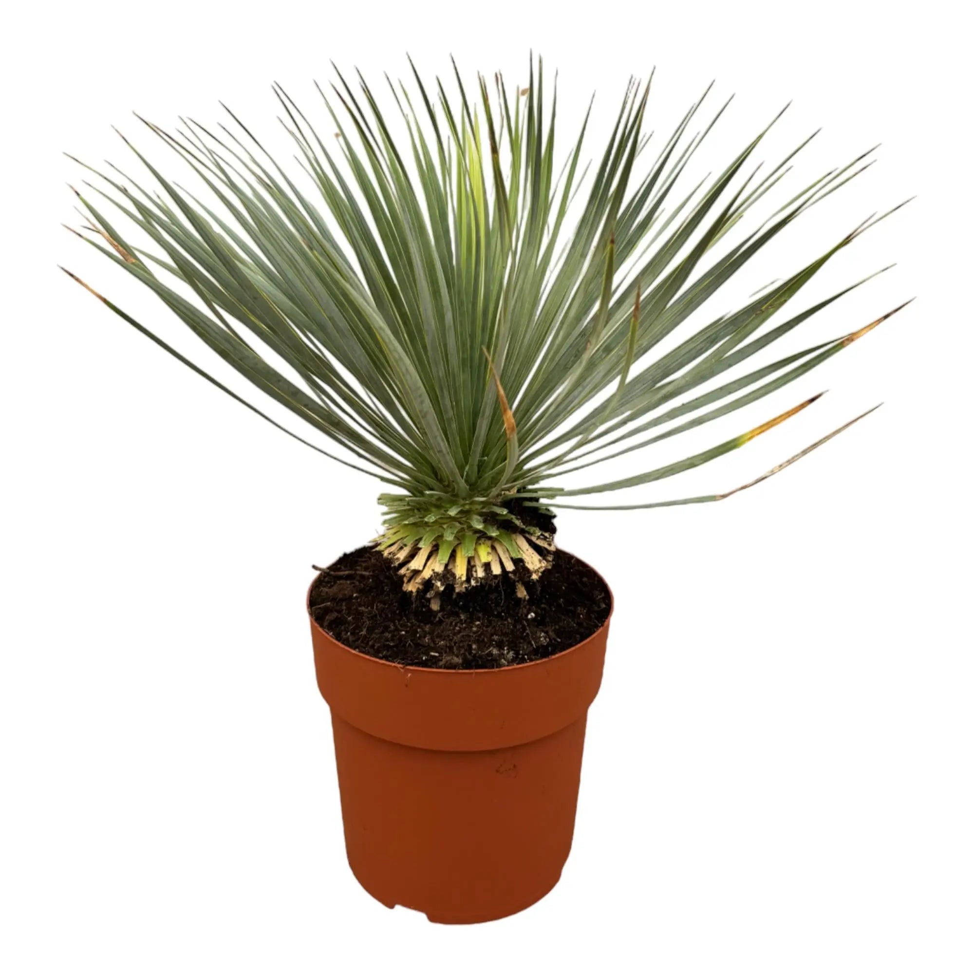 Yucca rostrata - Blaublättrige Palmlilie - Image