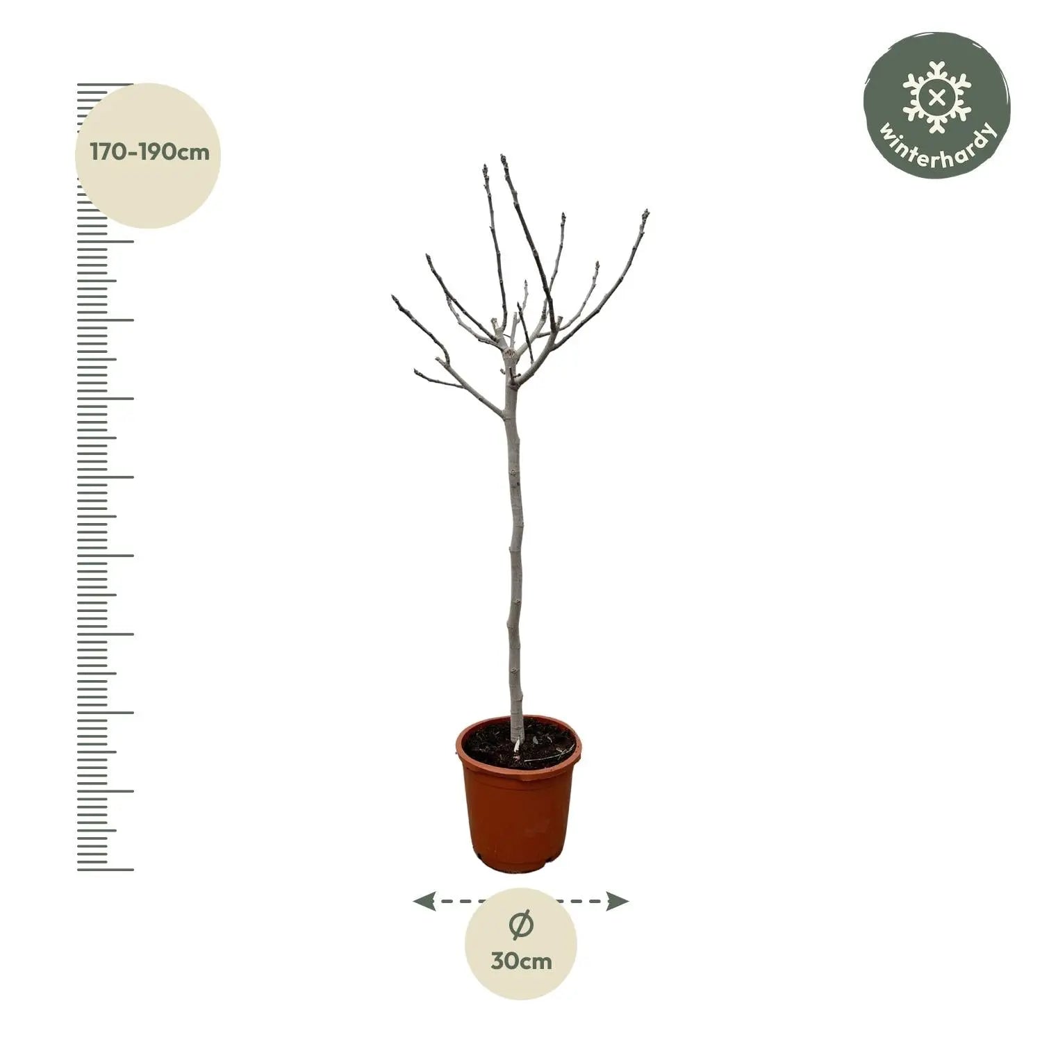 Ficus carica - Winterharte Echte Feige - Image