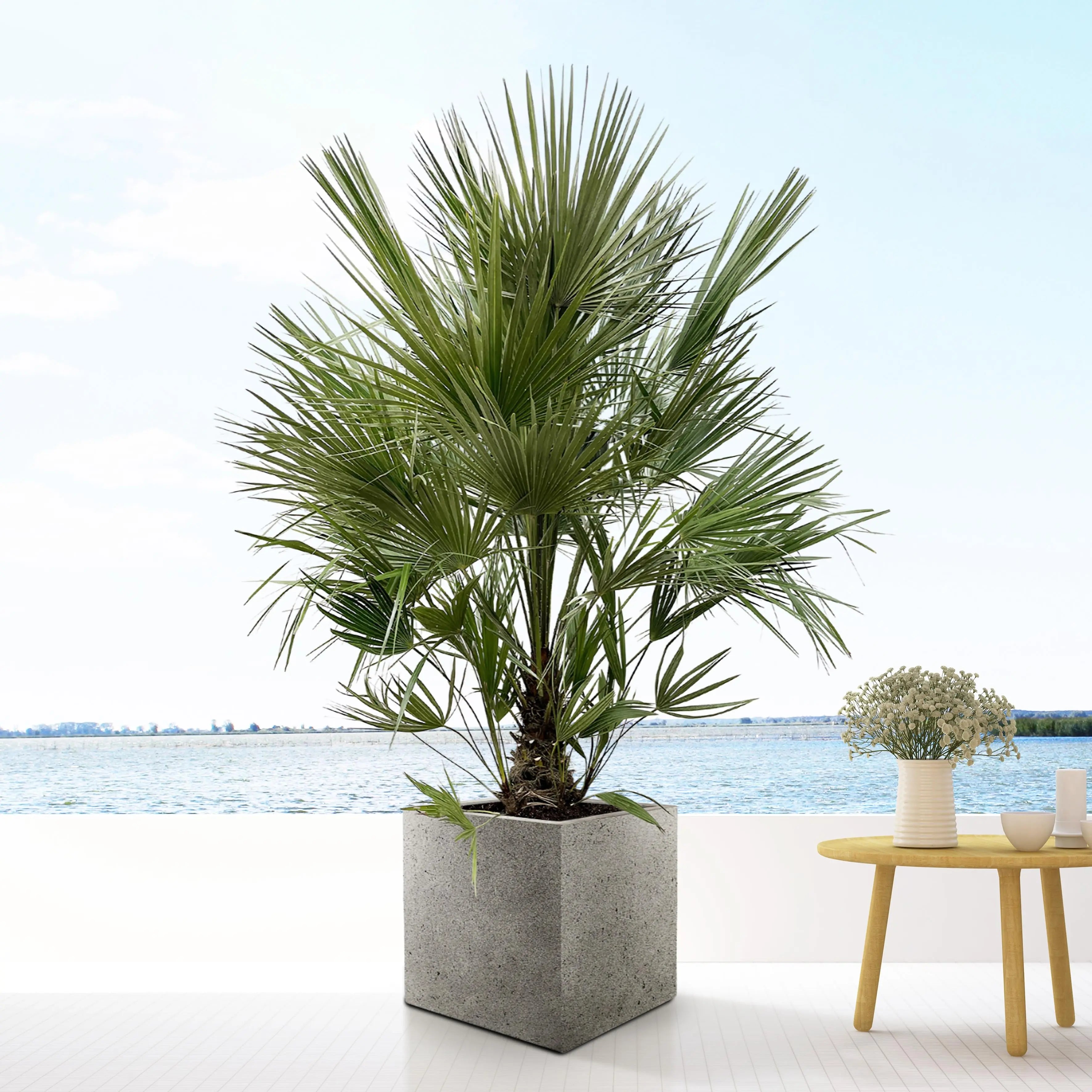 Chamaerops humilis - Europäische Zwergpalme - Image