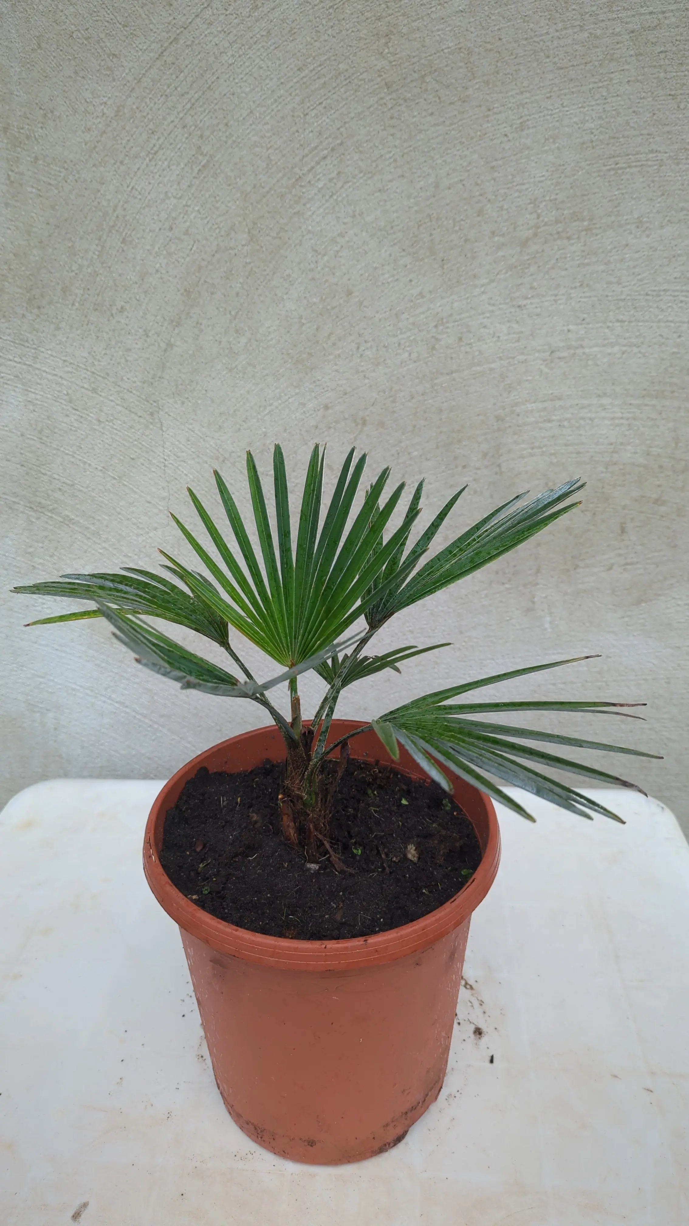 Trachycarpus princeps - Marmorhanfpalme - Image