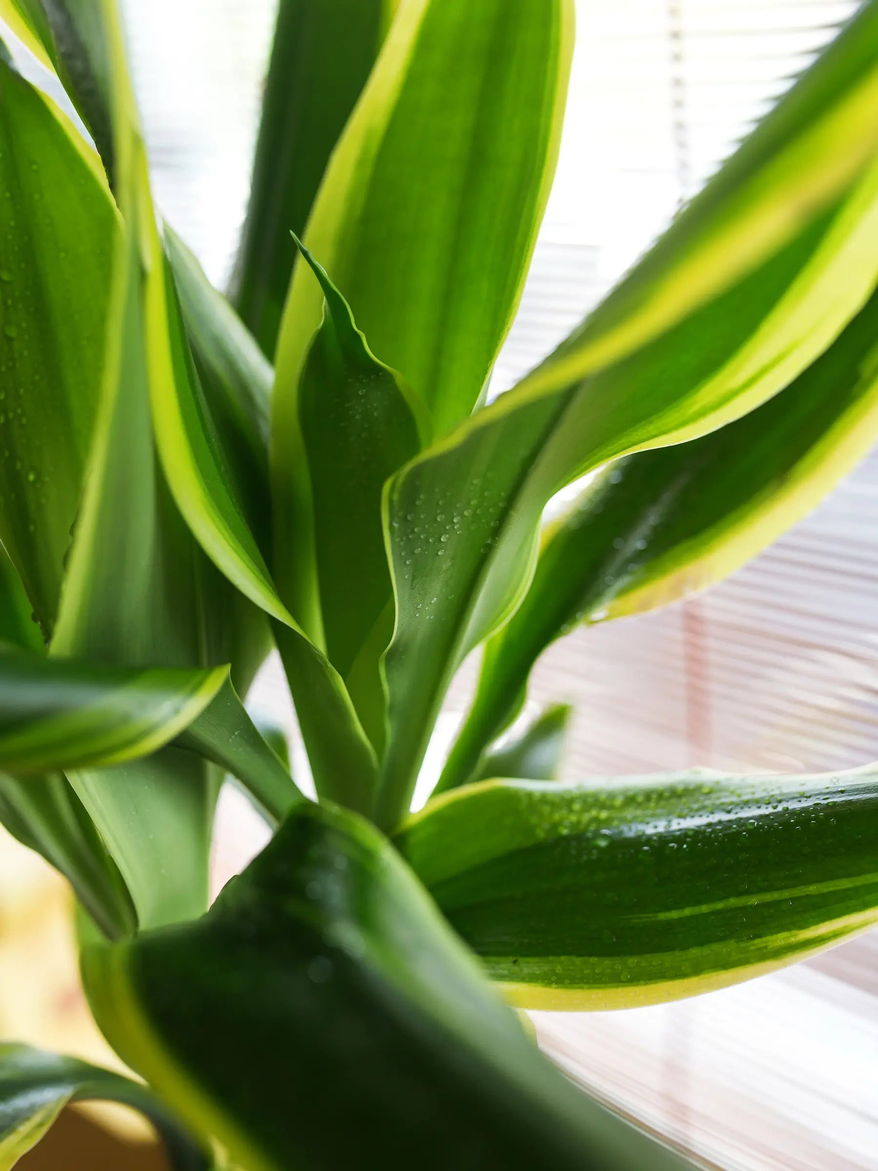 Dracaena fragrans - Duftender Drachenbaum - Image