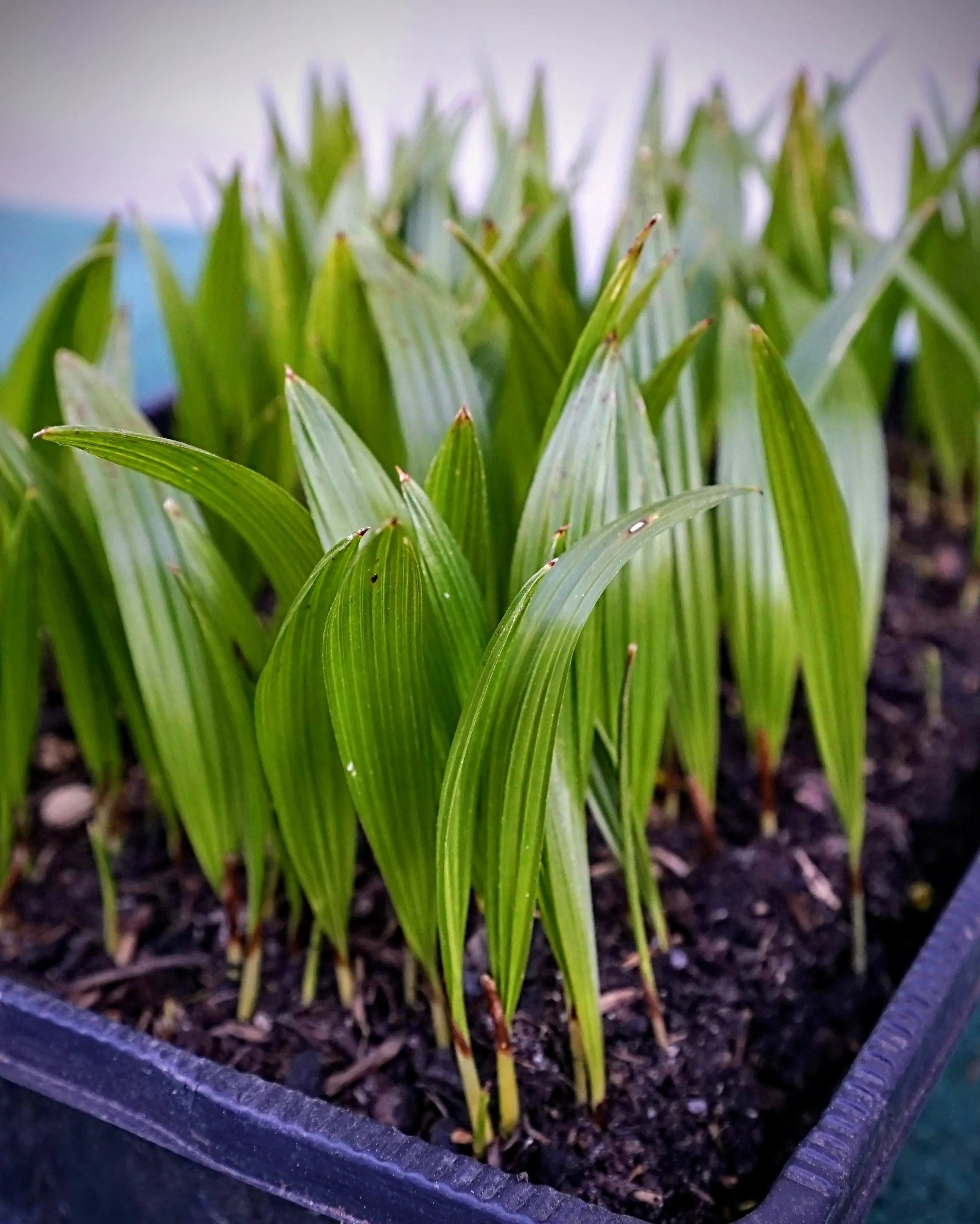 Trachycarpus fortunei - Chinesische Hanfpalme Jungpflanzen aus Freilandzucht - Image