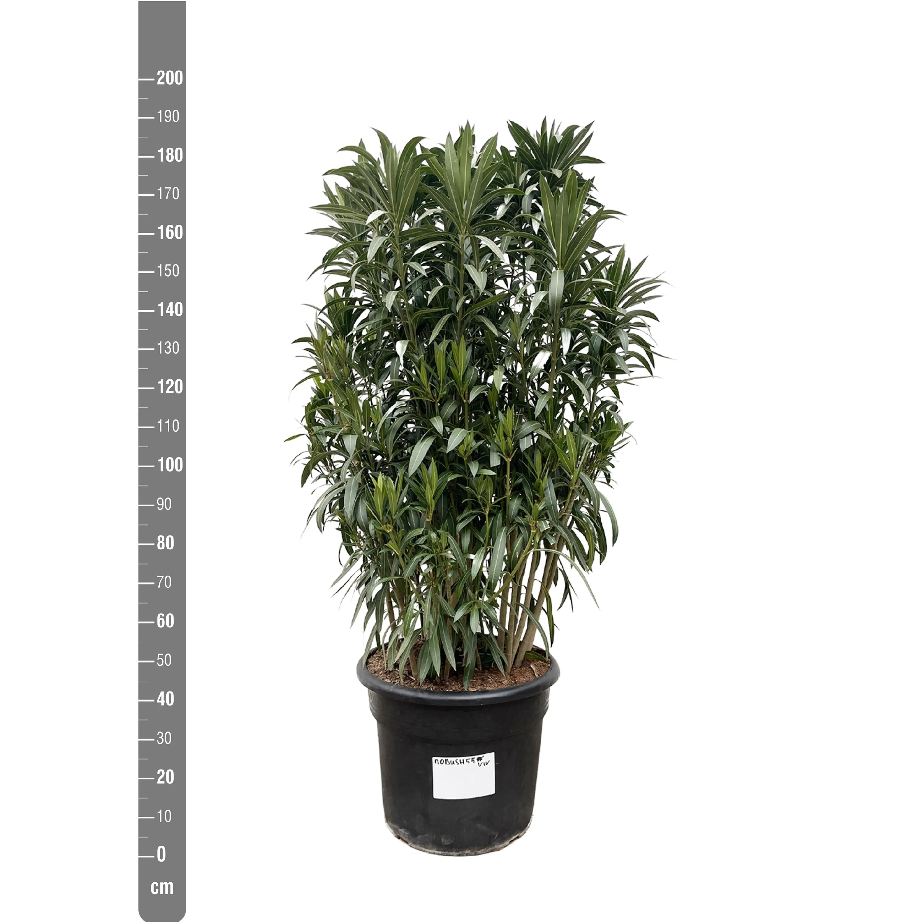 Nerium Oleander - Rosenlorbeer - Image 