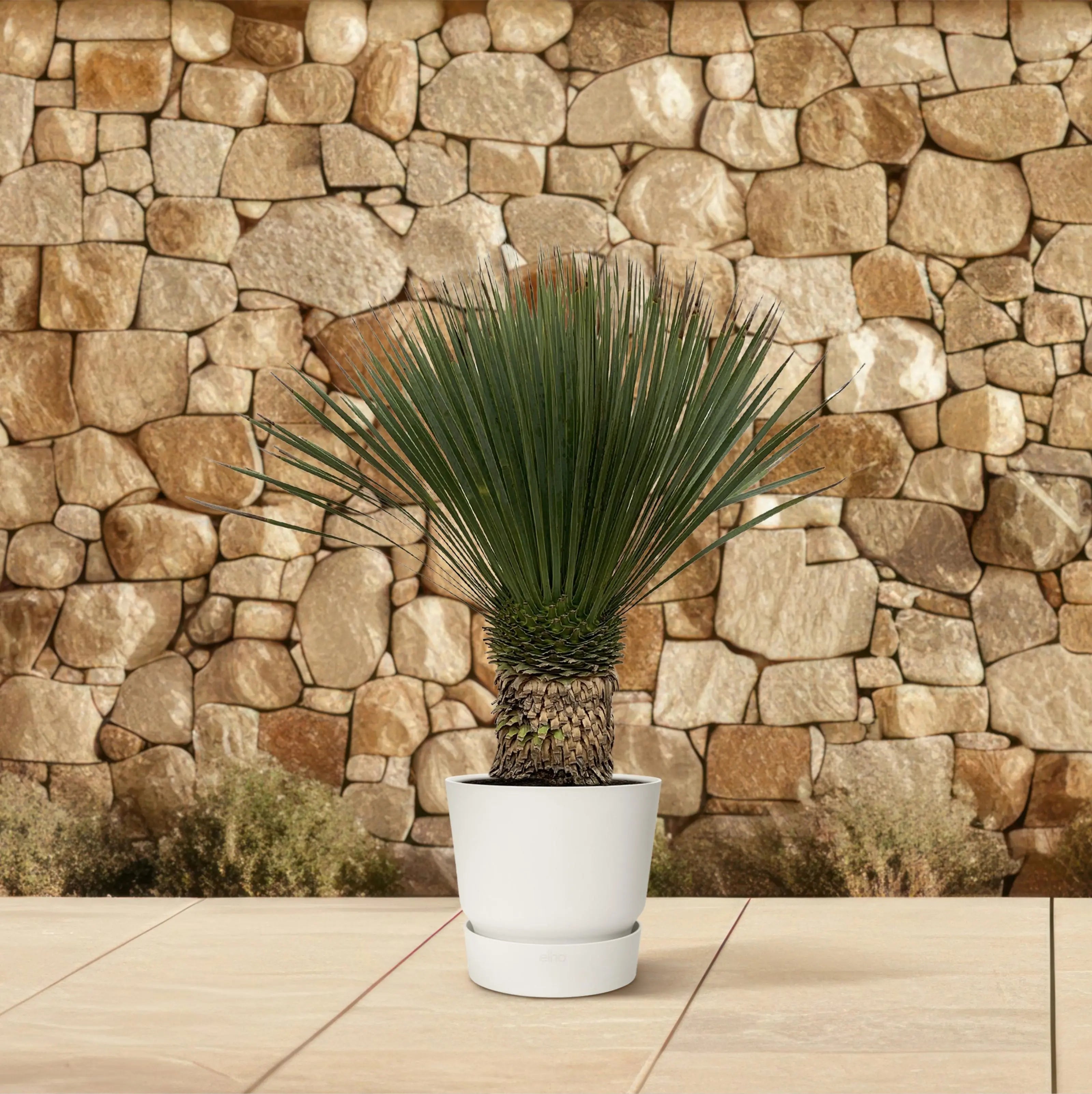 Yucca rostrata - Blaublättrige Palmlilie - Image