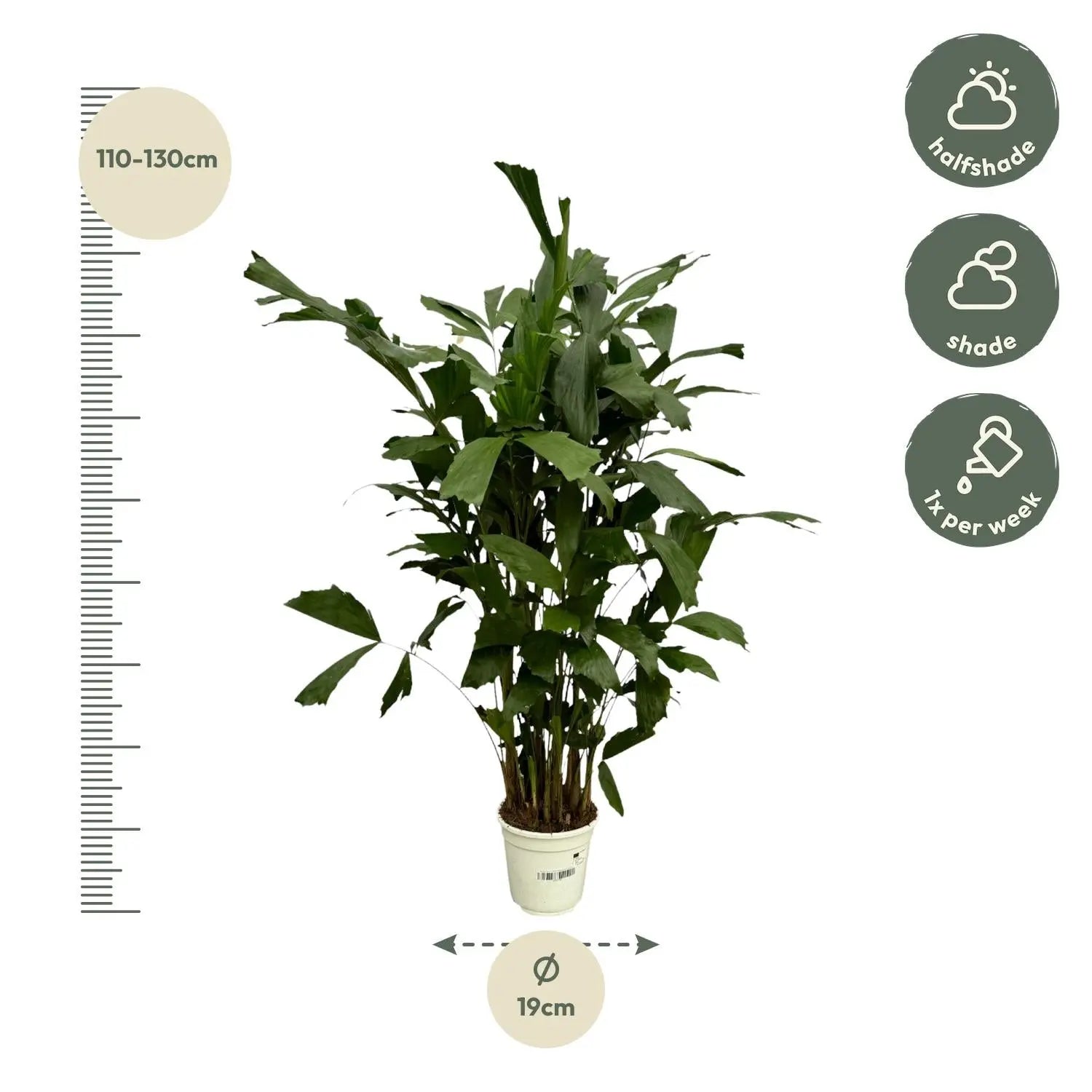 Caryota Mitis - Fischschwanzpalme - Image