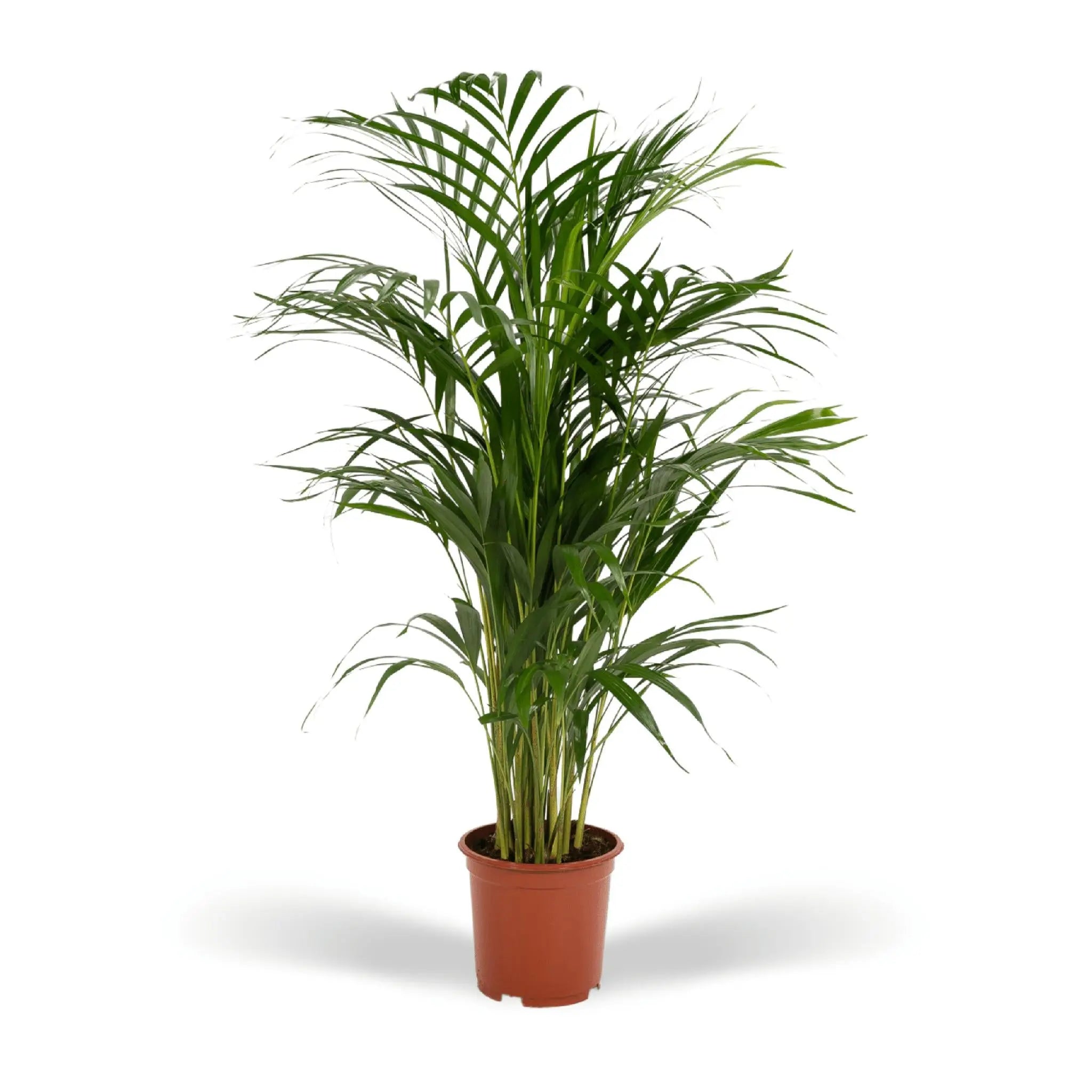 Dypsis lusescens - Goldfruchtpalme (↨85cm・⌀19cm) - Image