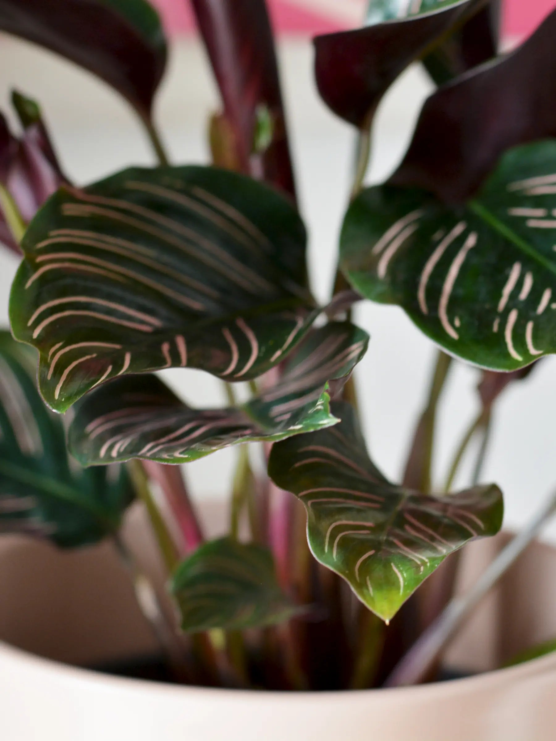 Calathea - Korbmarante - Image