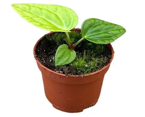 Anthurium - Große Auswahl Flamingoblumen, Anthurien - Image