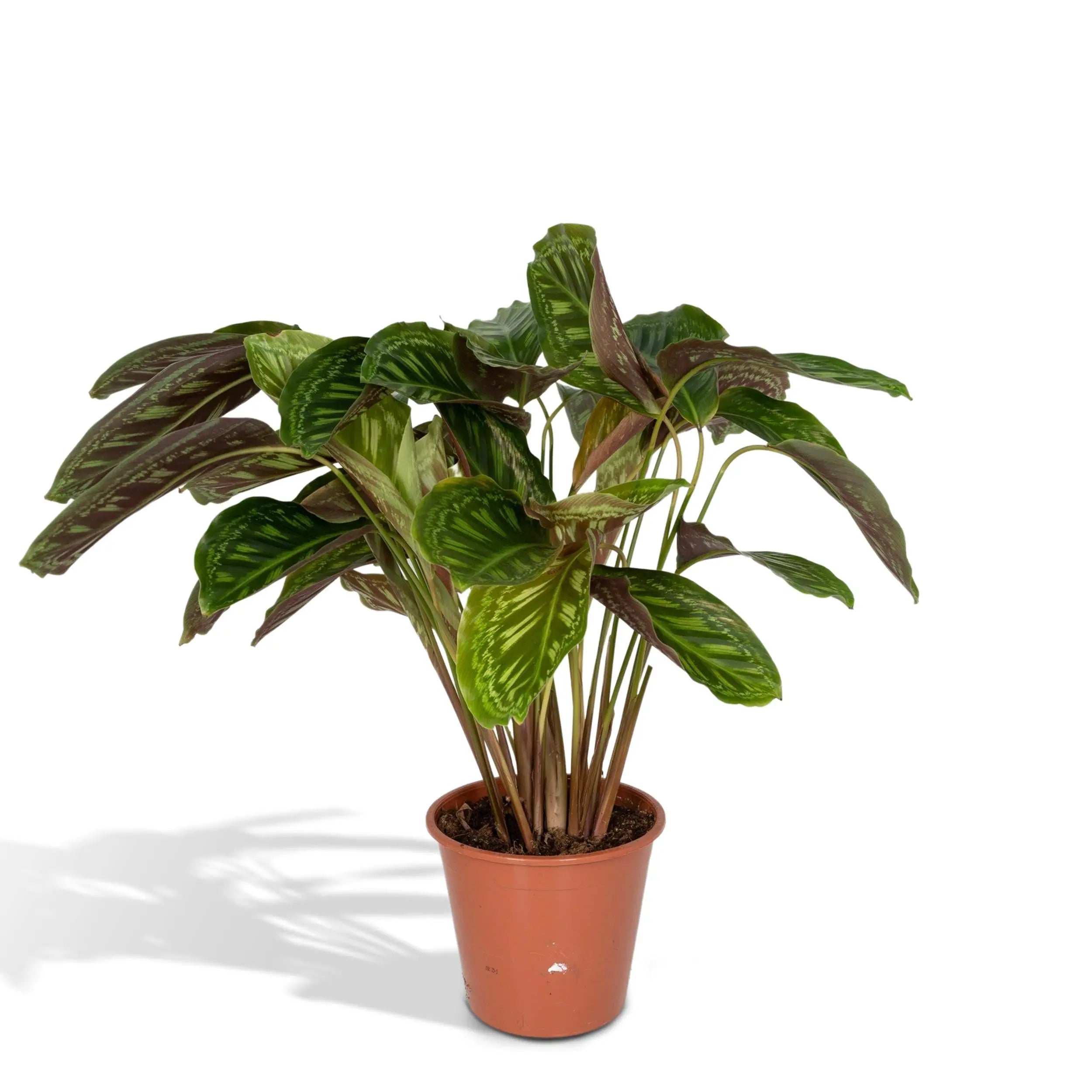 Calathea - Korbmarante - Image