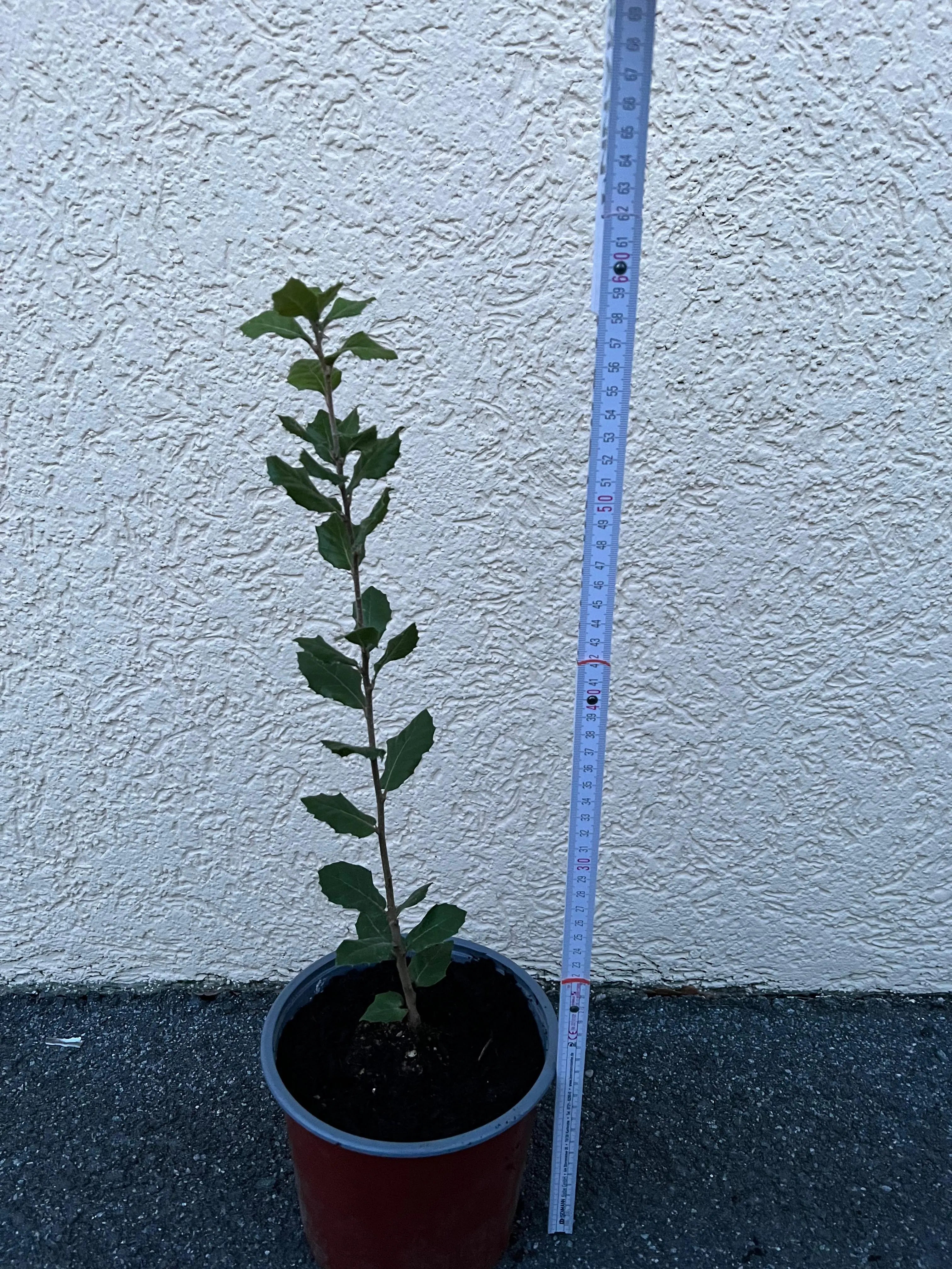 Quercus ilex - Steineiche - Image