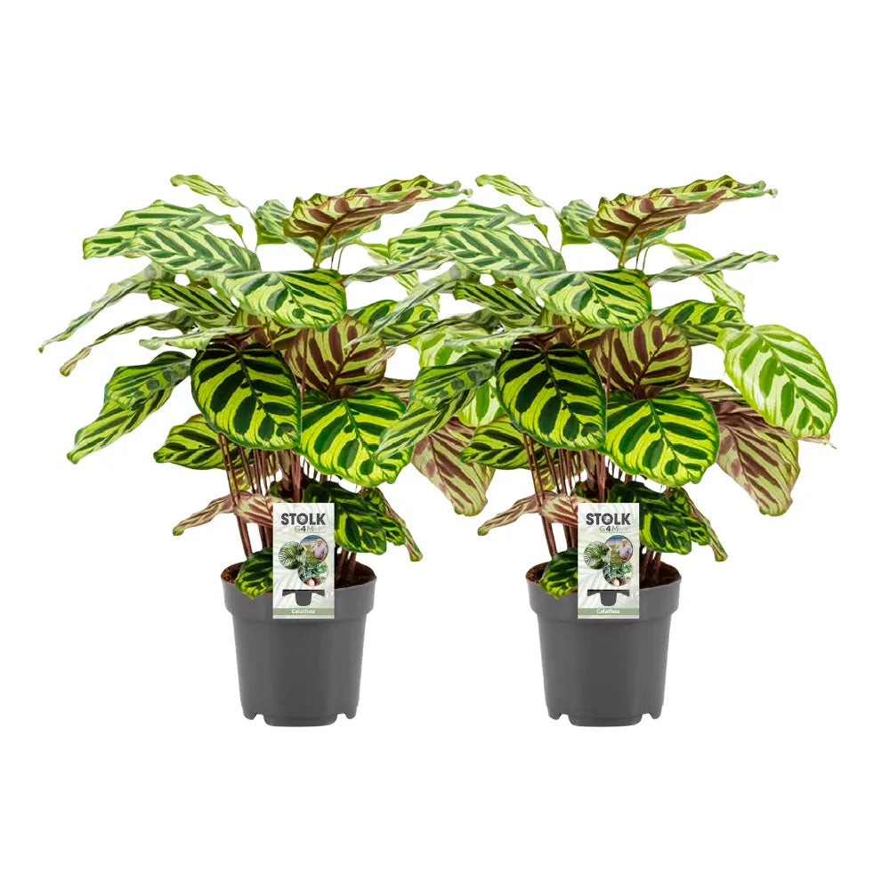 Calathea - Korbmarante - Image