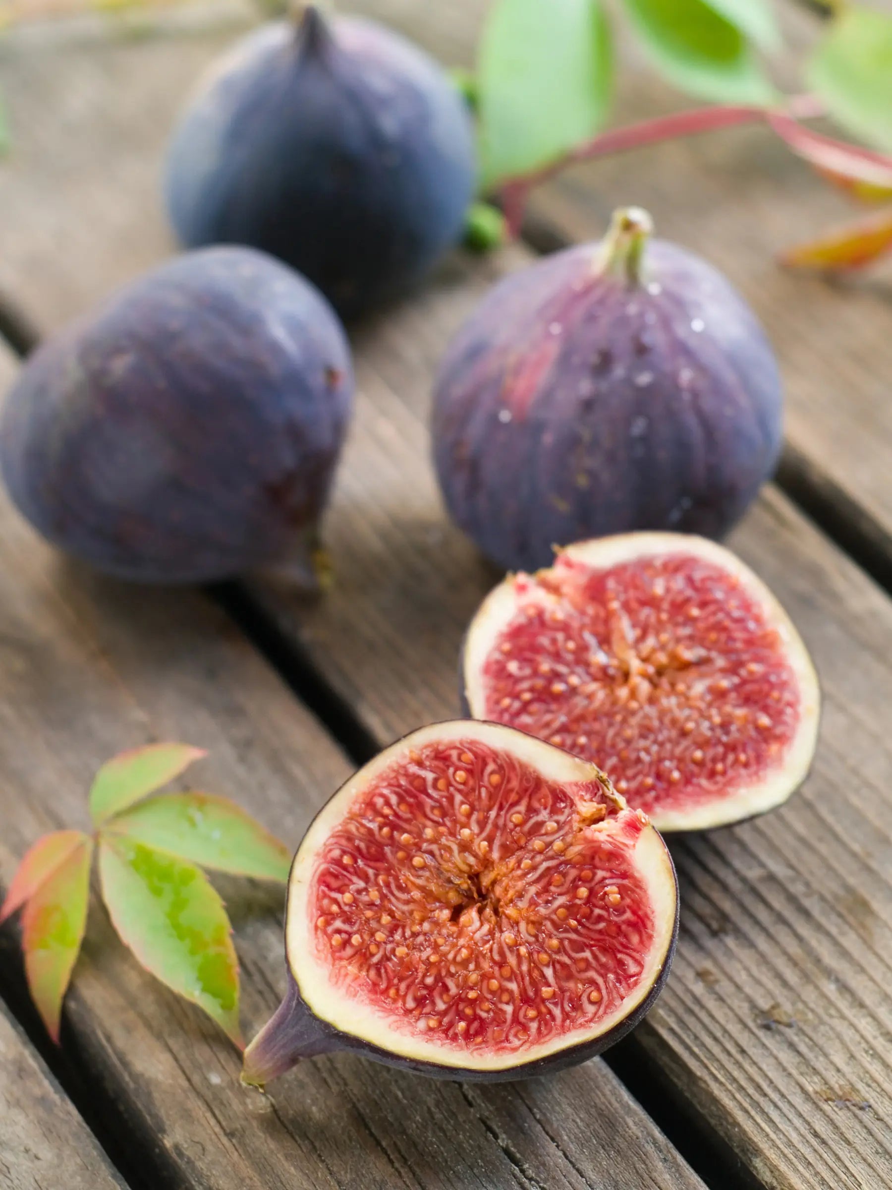 Ficus carica - Winterharte Echte Feige - Image