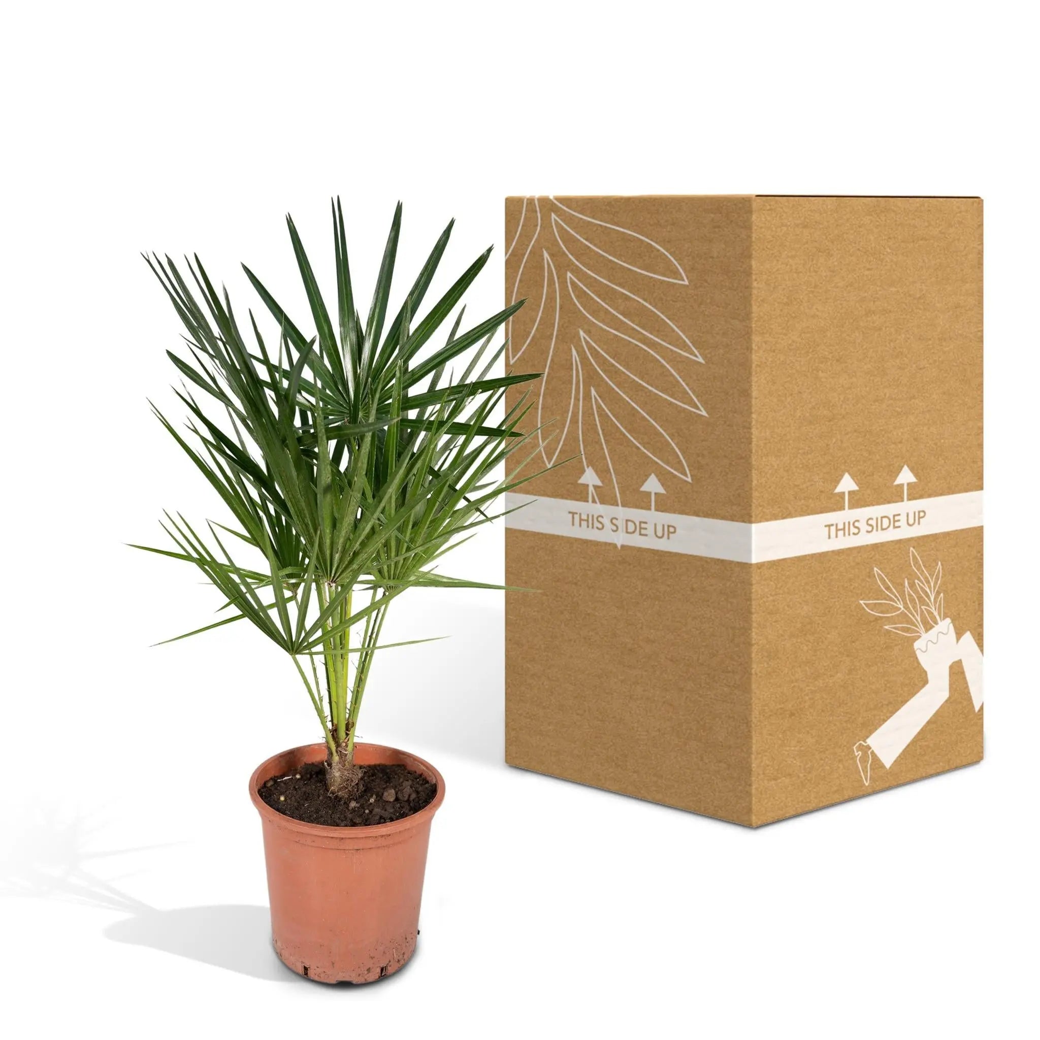 Chamaerops humilis - Europäische Zwergpalme (↨65cm・⌀24cm) - Image 