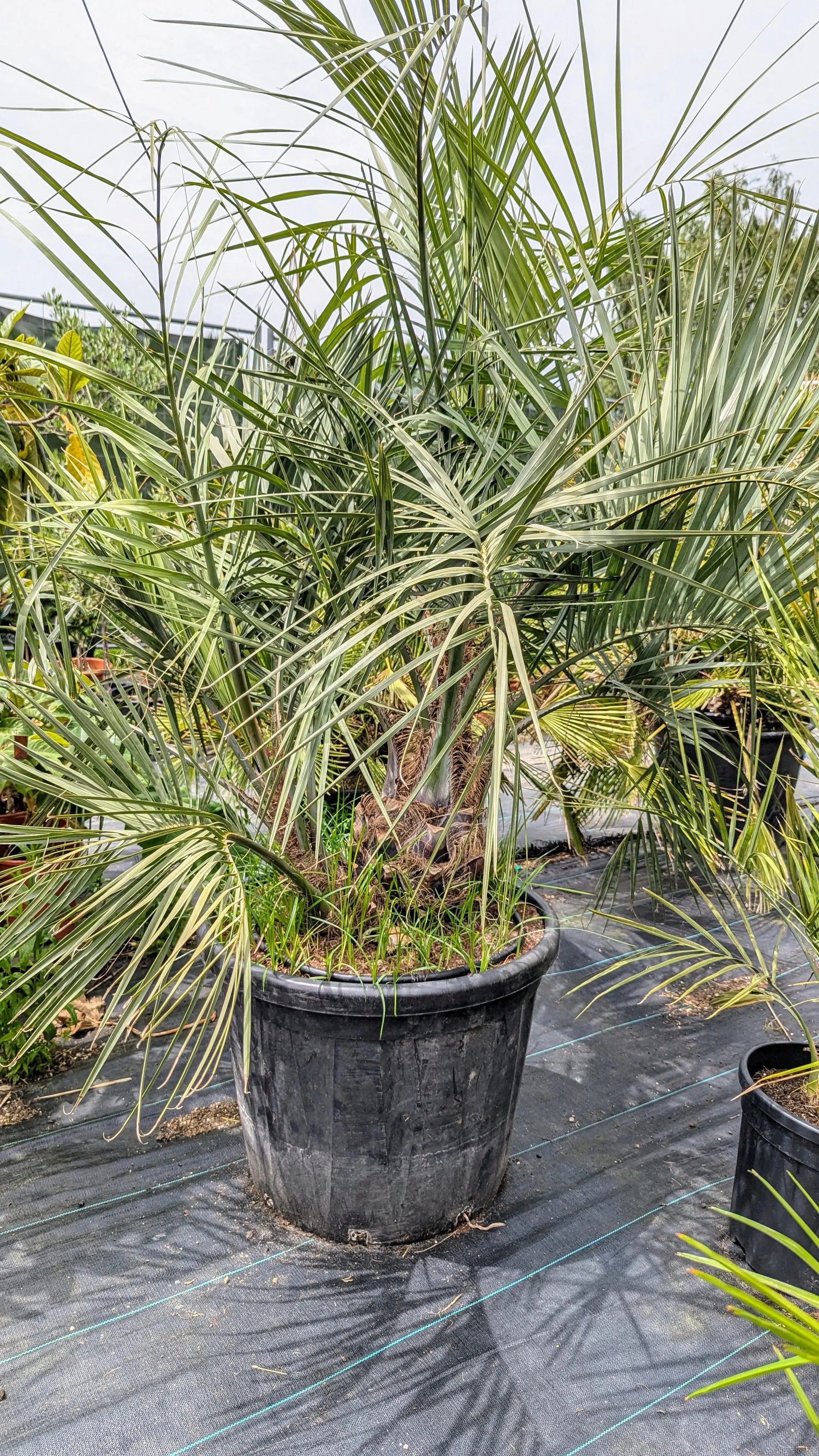 Butia capitata var. odarata - Geleepalme - Image