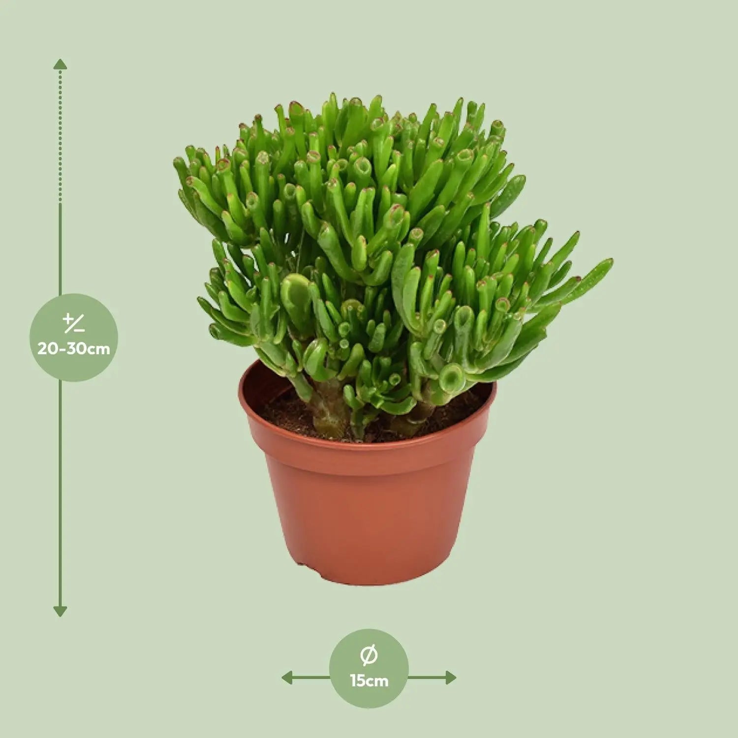 Crassula Ovata - Jadestrauch, Geldbaum - Image