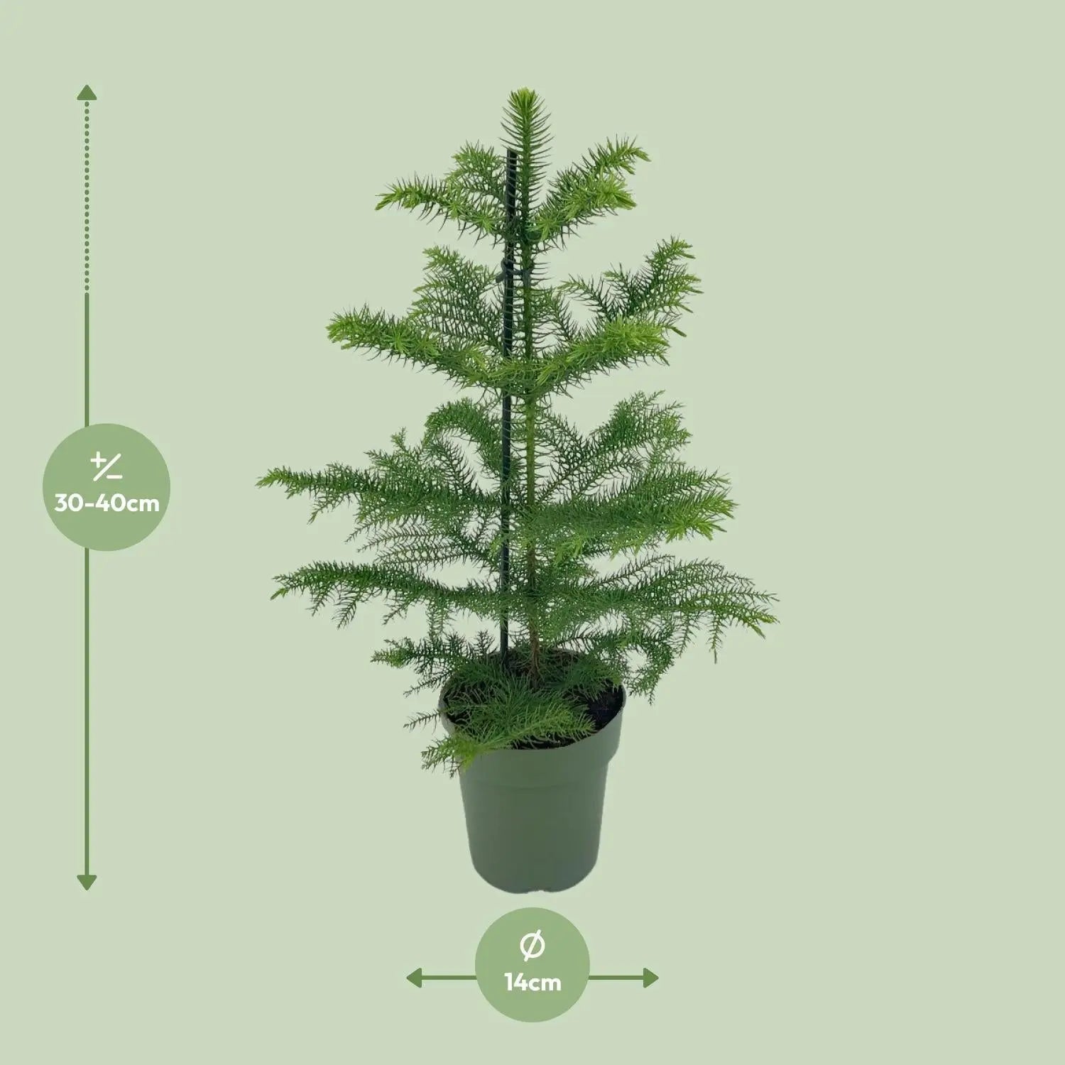 Araucaria heterophylla - Zimmertanne, Norfolk-Araukarie - Image
