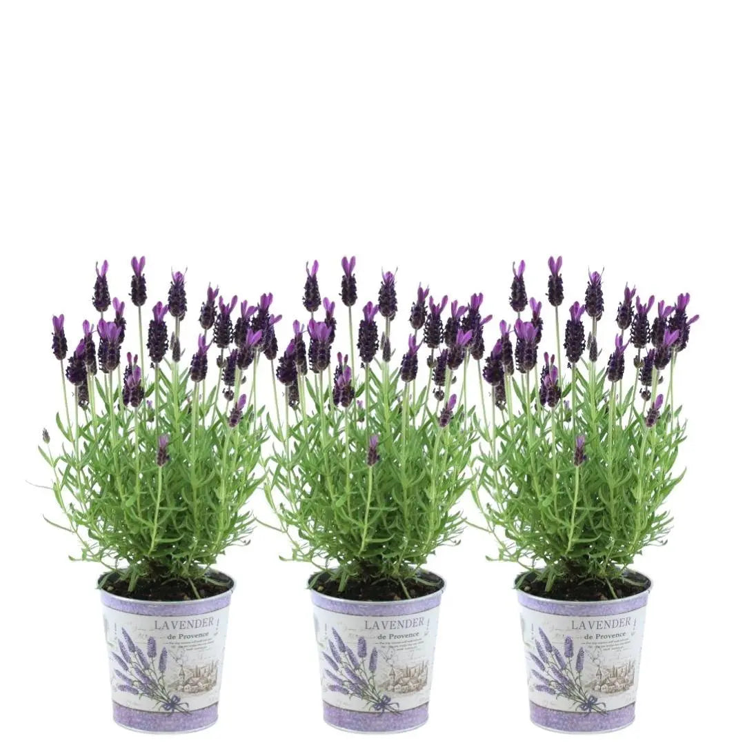Lavandula - Verschiedene Sorten winterharter Lavendel - Image