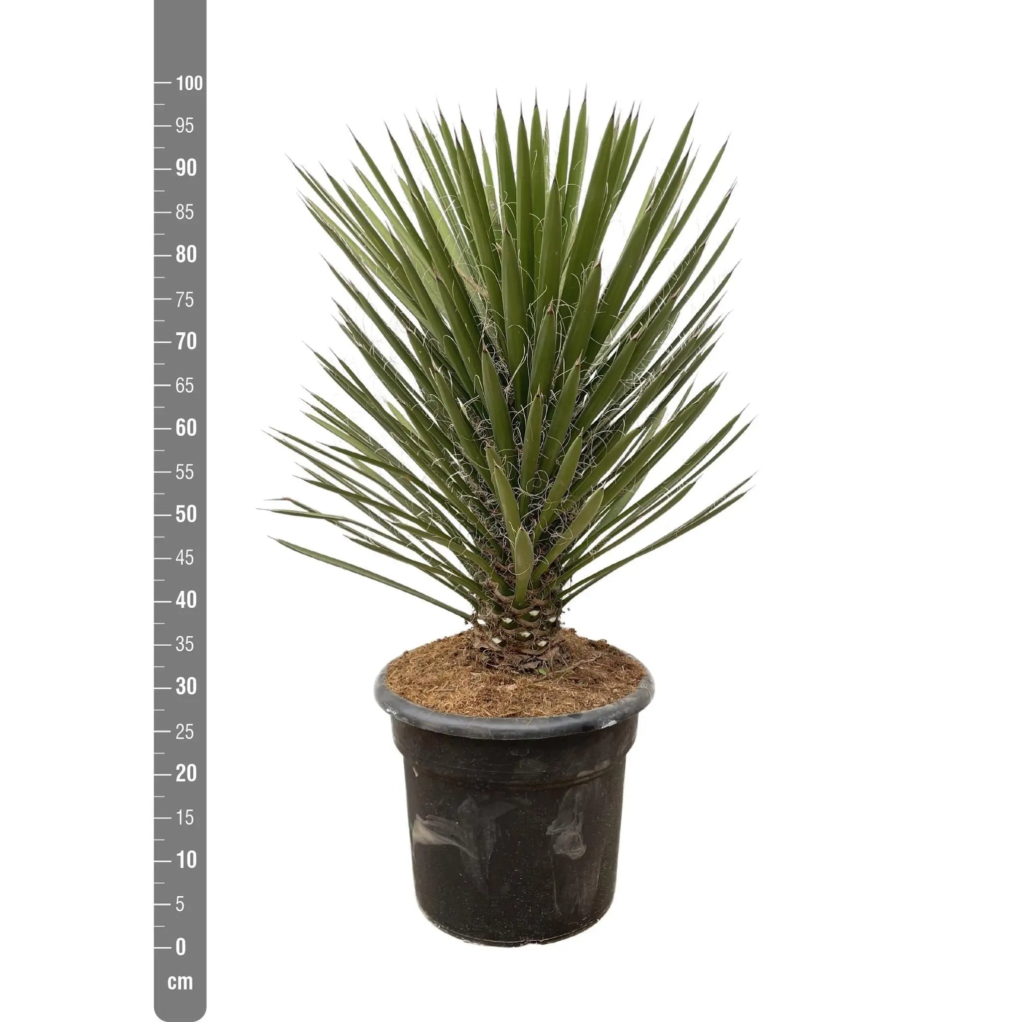 Yucca Filifera Australis - 100cm - ø30 - Image 