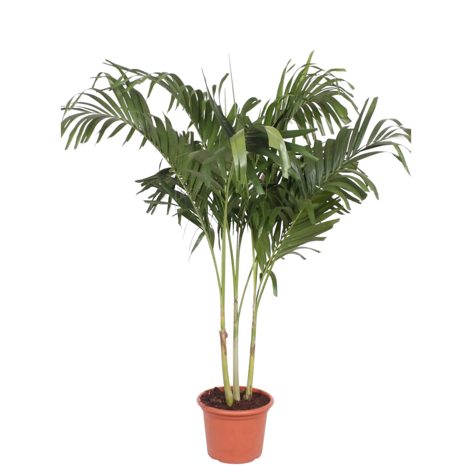 Veitchia Merrillii multi stem - 220 cm - ø45 - Image