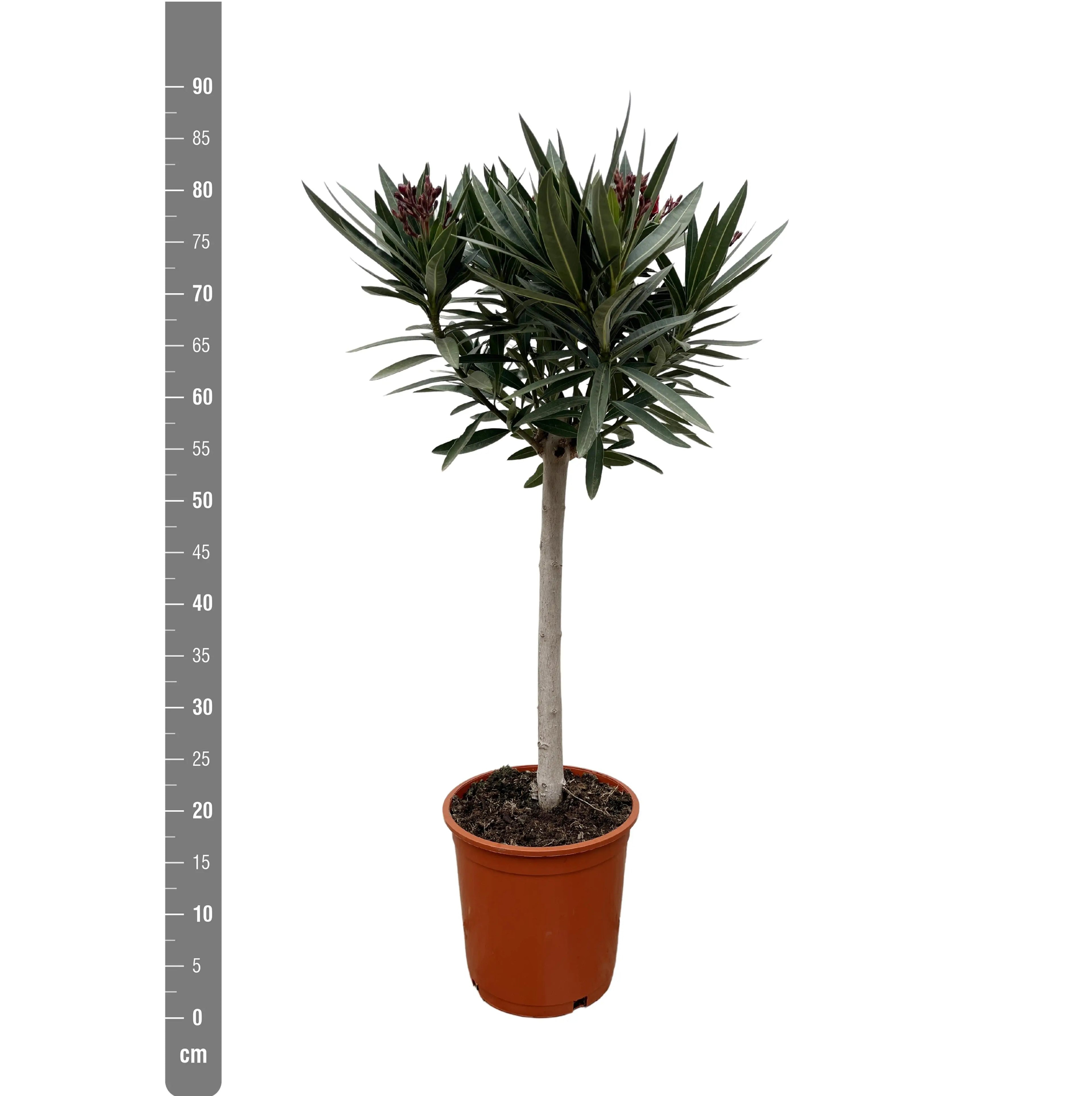 Nerium Oleander - Rosenlorbeer - Image