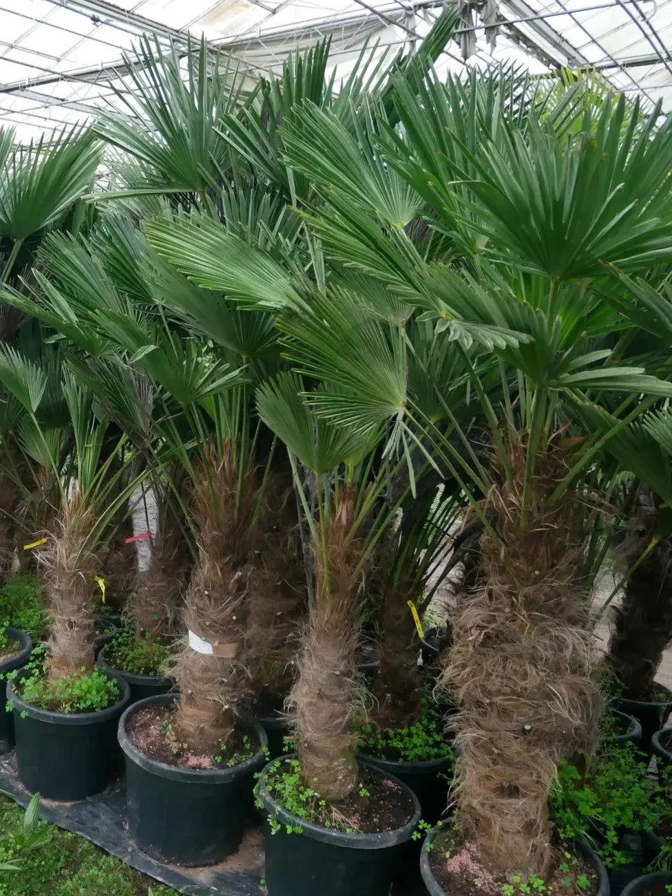 Trachycarpus wagnerianus - Wagner Hanfpalme - Image